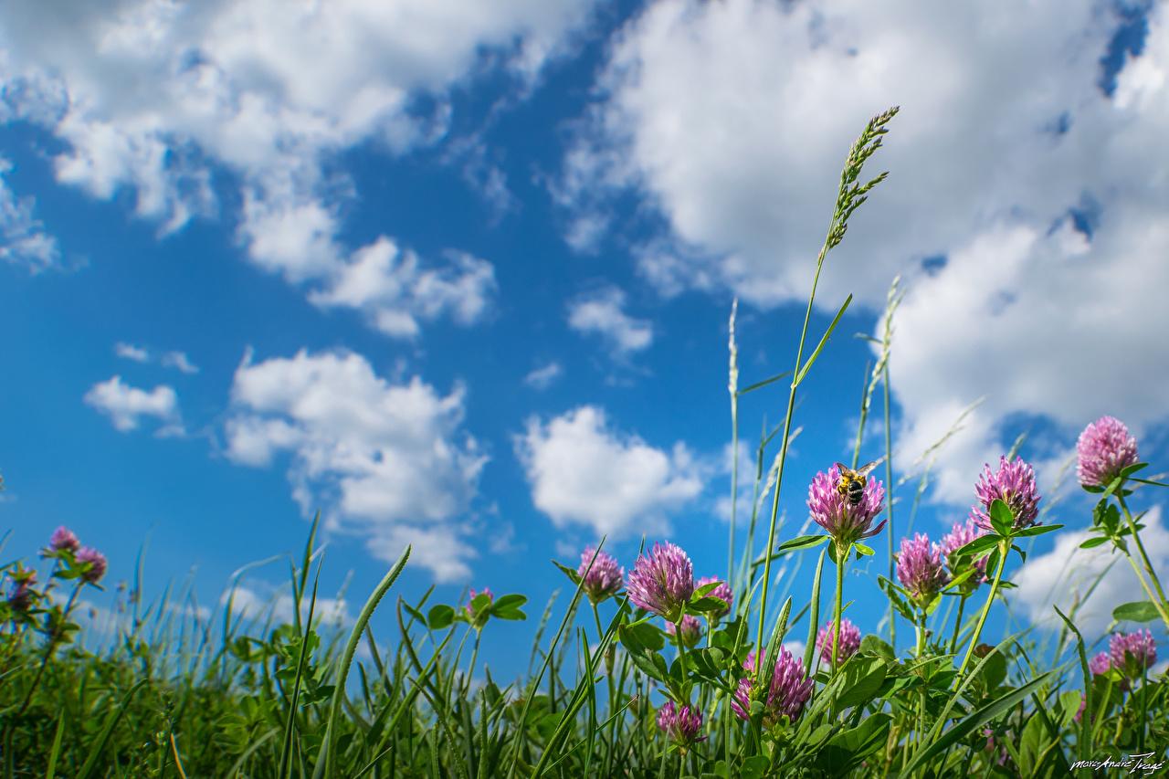 1280x853 Photos Clover Nature Sky flower Grass Clouds