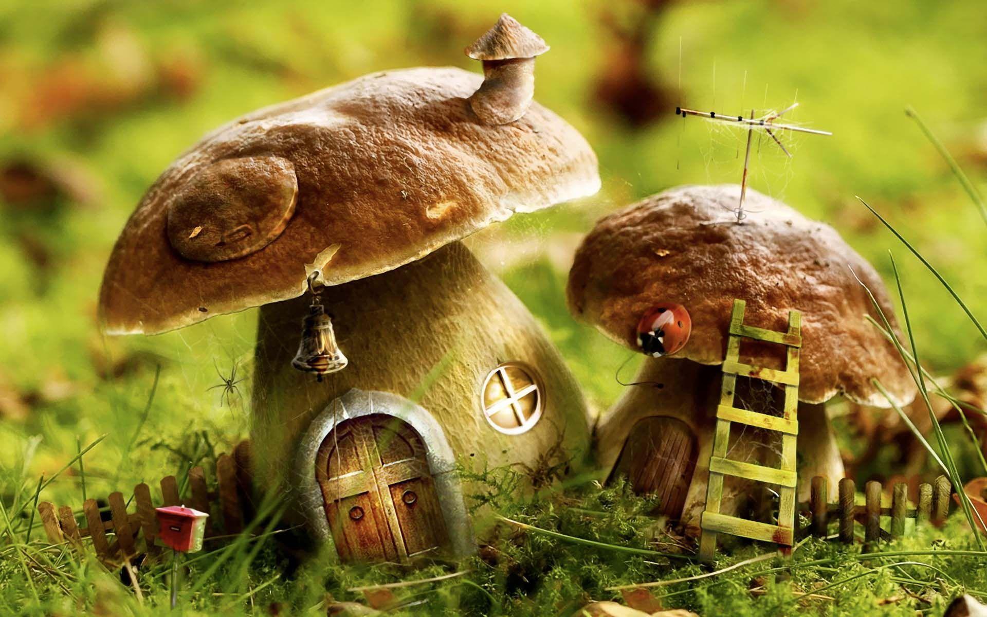 Mushroom Wallpaper 70 images