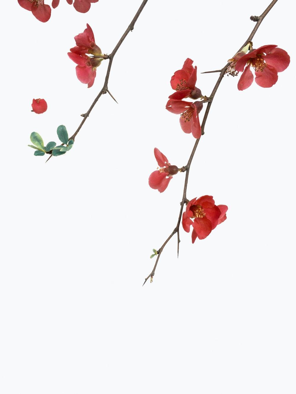 1000x1333 Flowers White Background Picture. Download Free Image