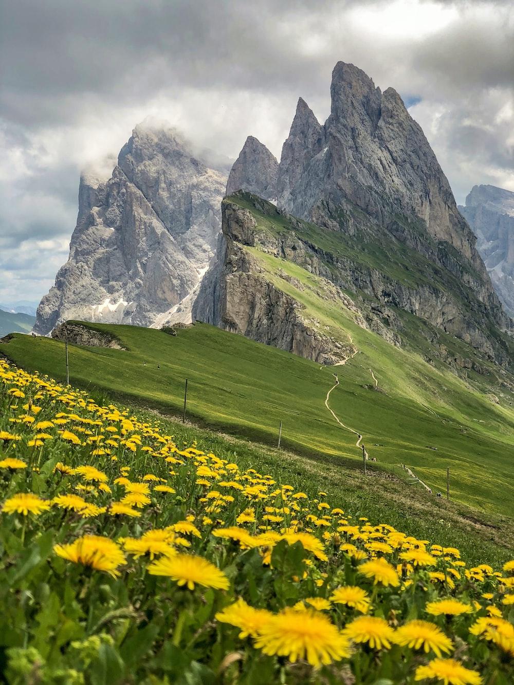 1000x1333 Sunflowers Field Picture. Download Free Image