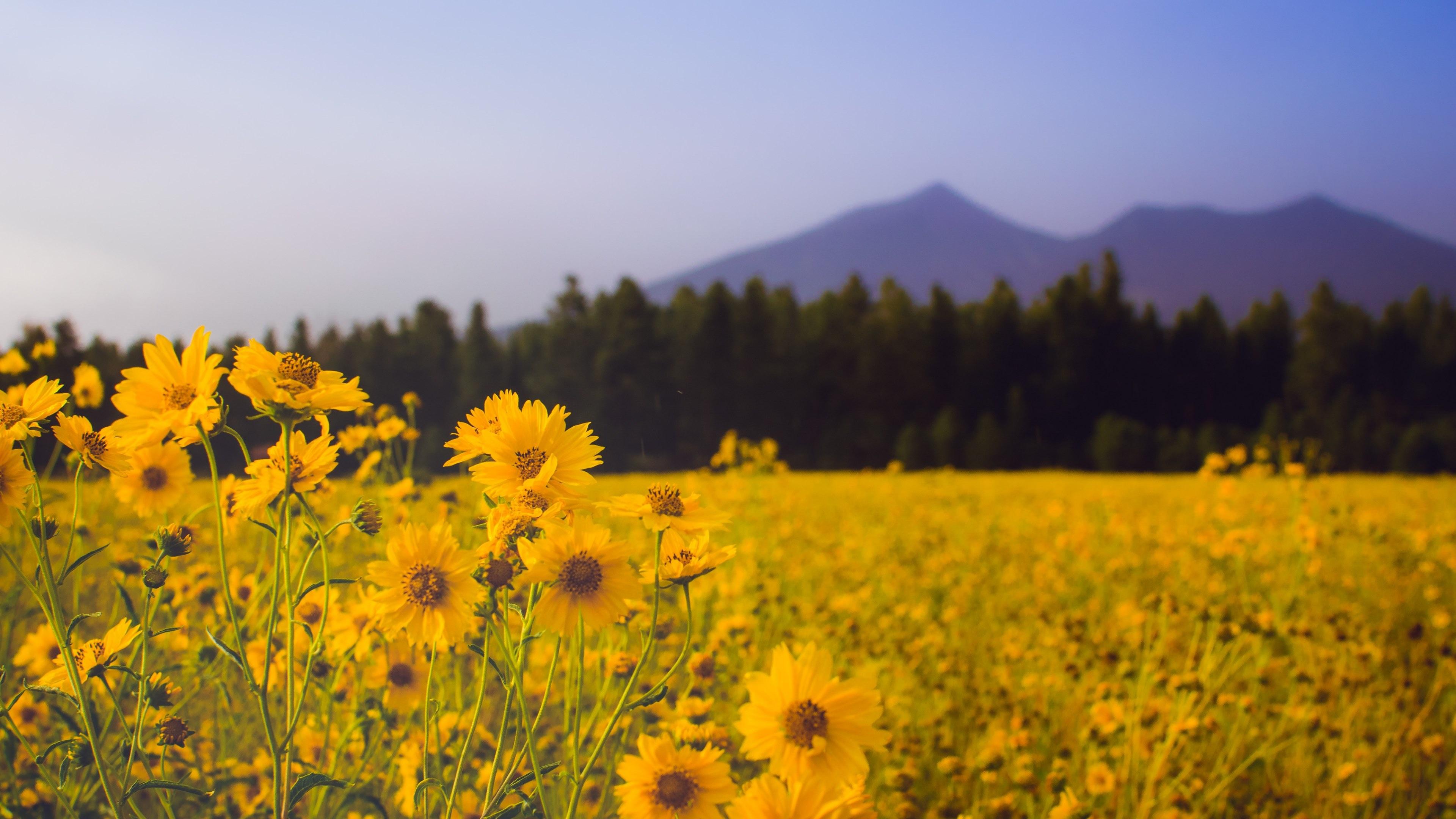 3840x2160 Wallpaper / a meadow full of yellow flowers in the mountains, yellow mountain meadow 4k wallpaper free download