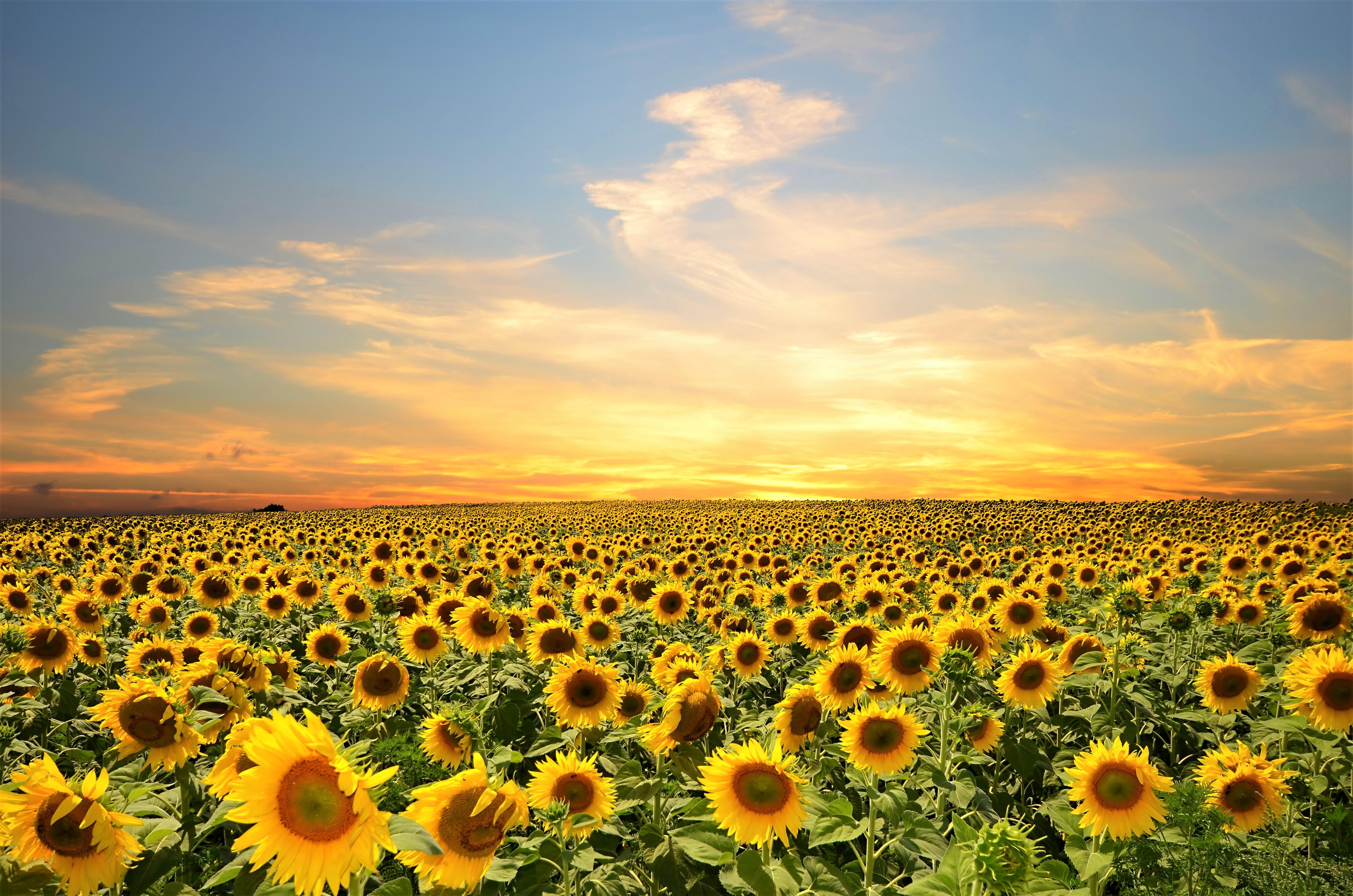 Sunflowers 8K Wallpapers - Top Free Sunflowers 8K Backgrounds ...