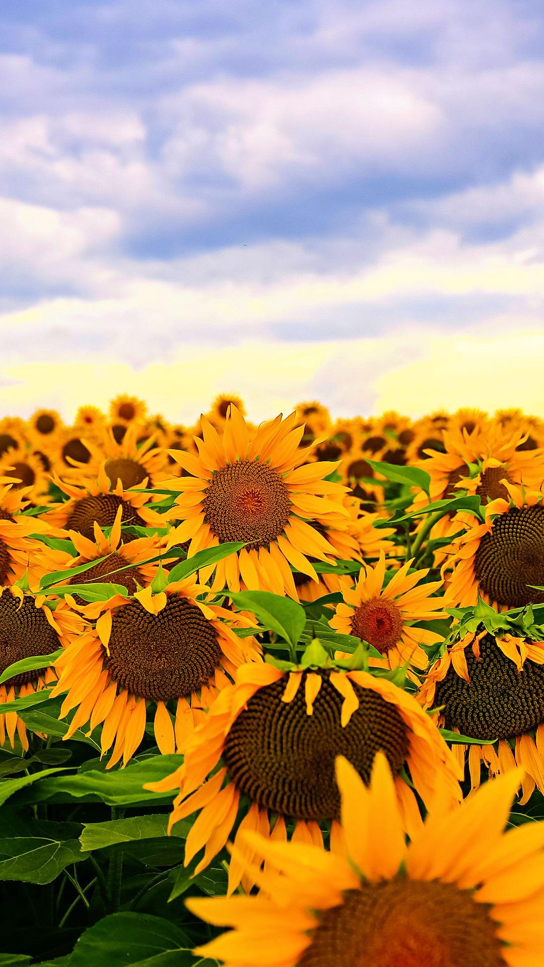1080x1920 Sunflower HD Wallpaper