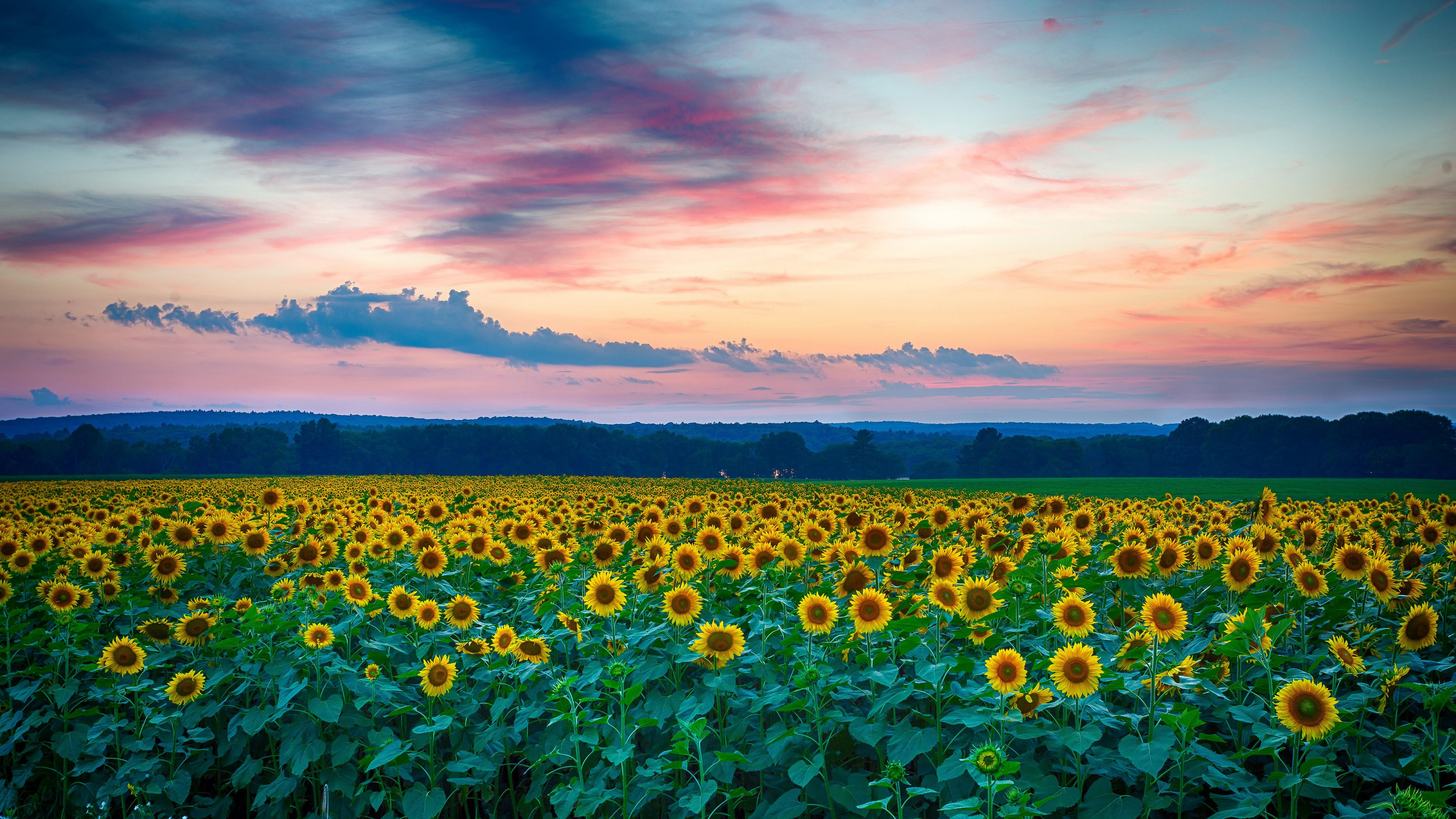 7680x4320 Sunflowers Flower Field Nature Landscape Sky Nature Scenery4K Wallpaper