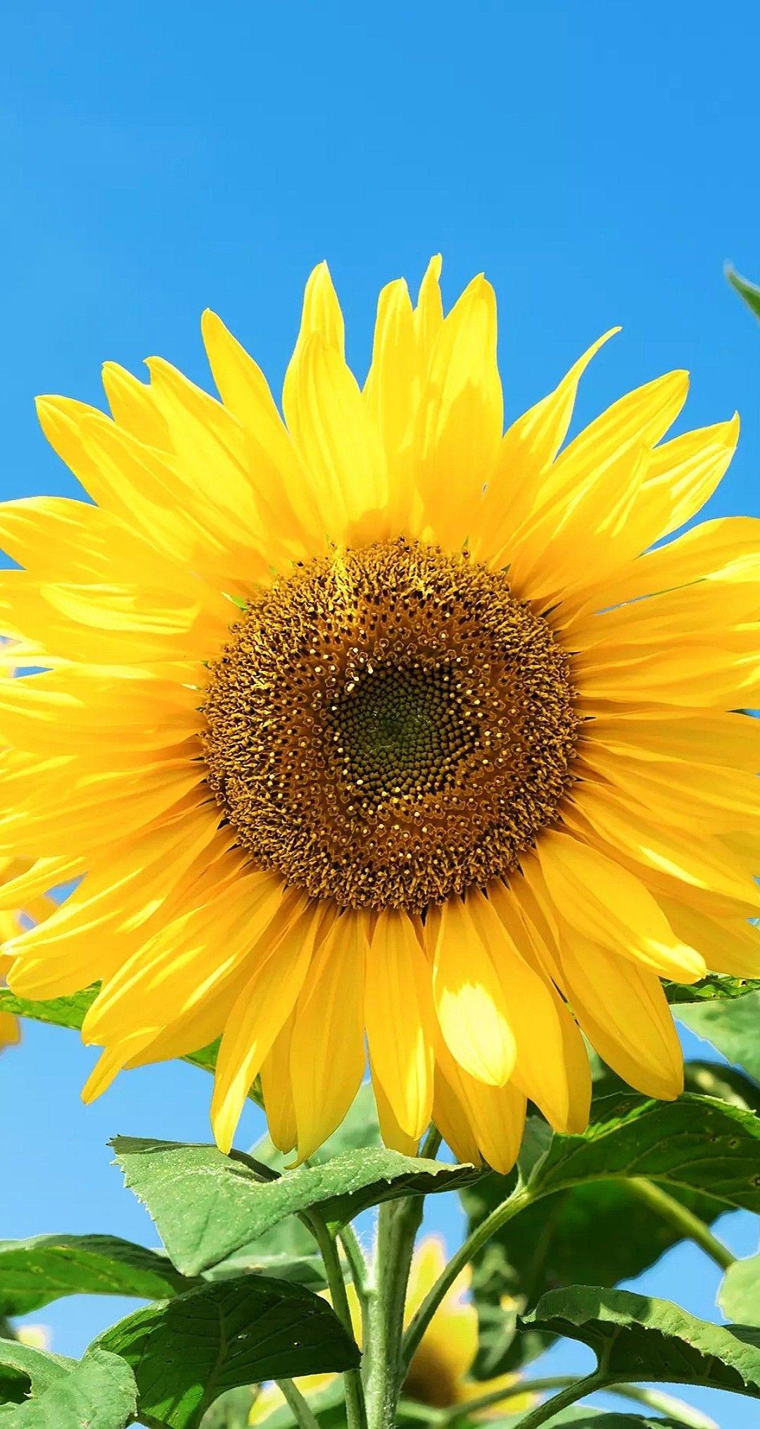 1080x2029 Flores. Beautiful nature wallpaper hd, Sunflower picture, Sunflower wallpaper