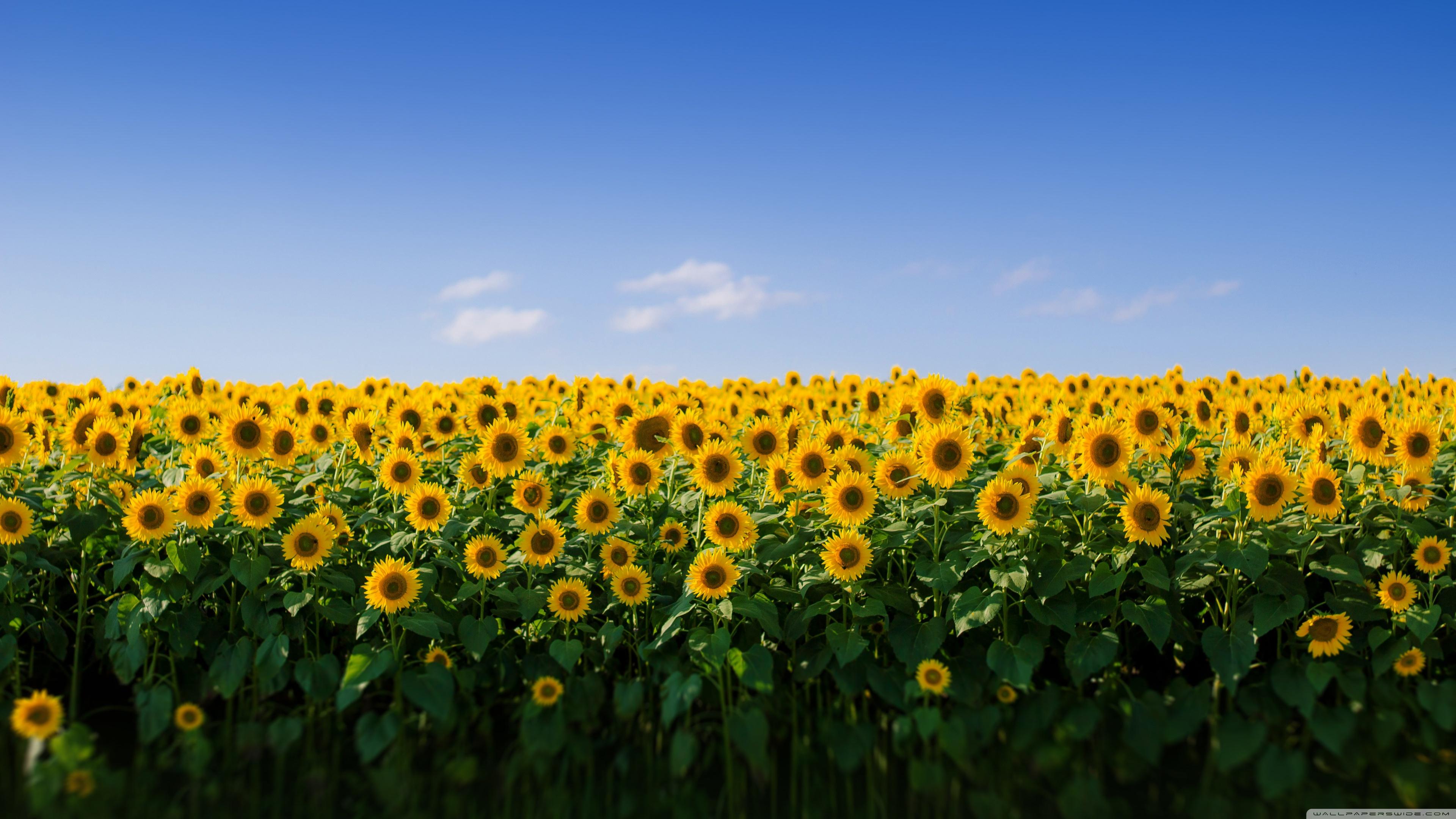 3840x2160 Sunflower Field Aesthetic Ultra HD Desktop Background Wallpaper for 4K UHD TV : Widescreen & UltraWide Desktop & Laptop : Multi Display, Dual & Triple Monitor : Tablet