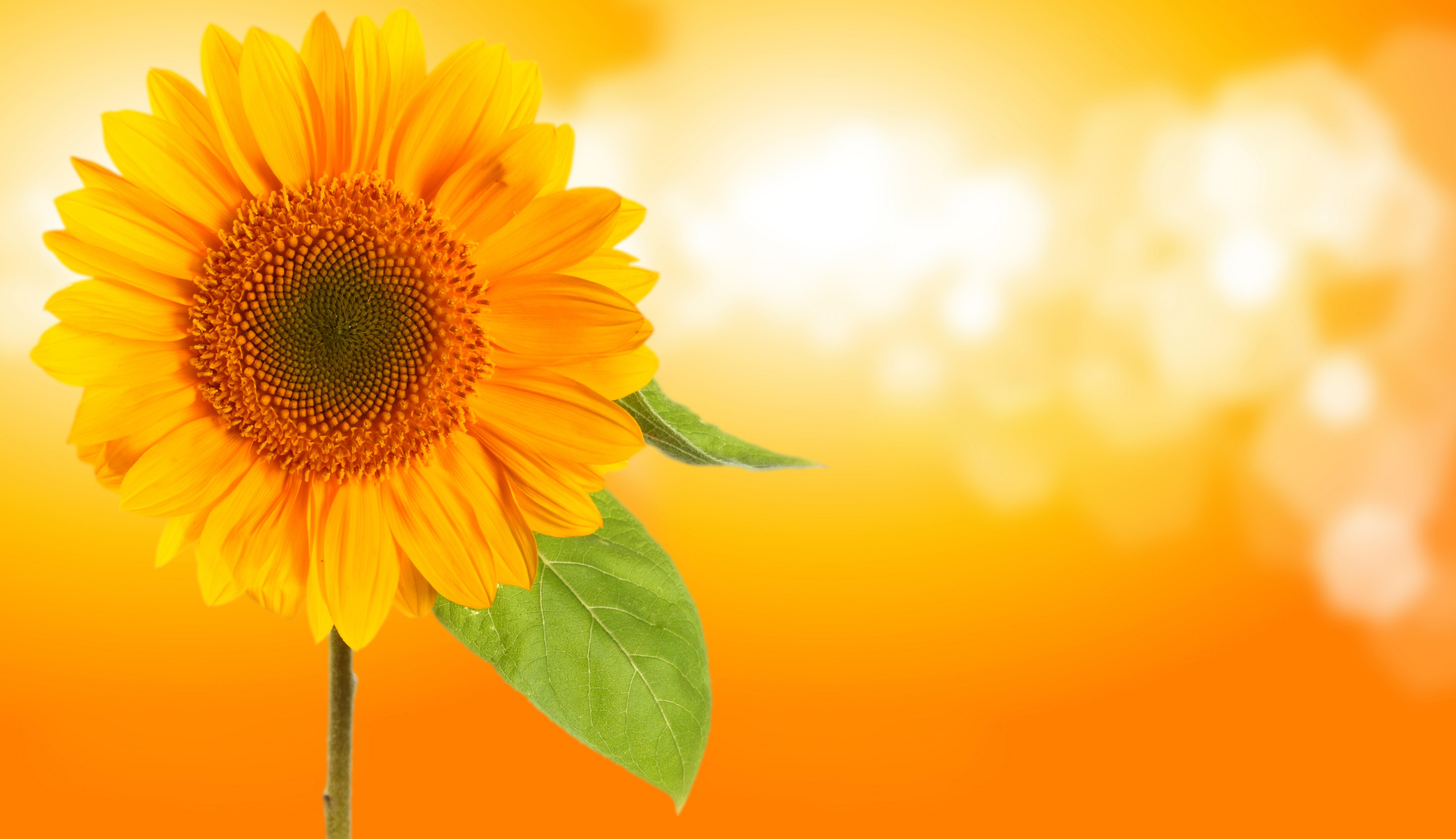 8000x4608 Sunflower 8k Ultra HD Wallpaper