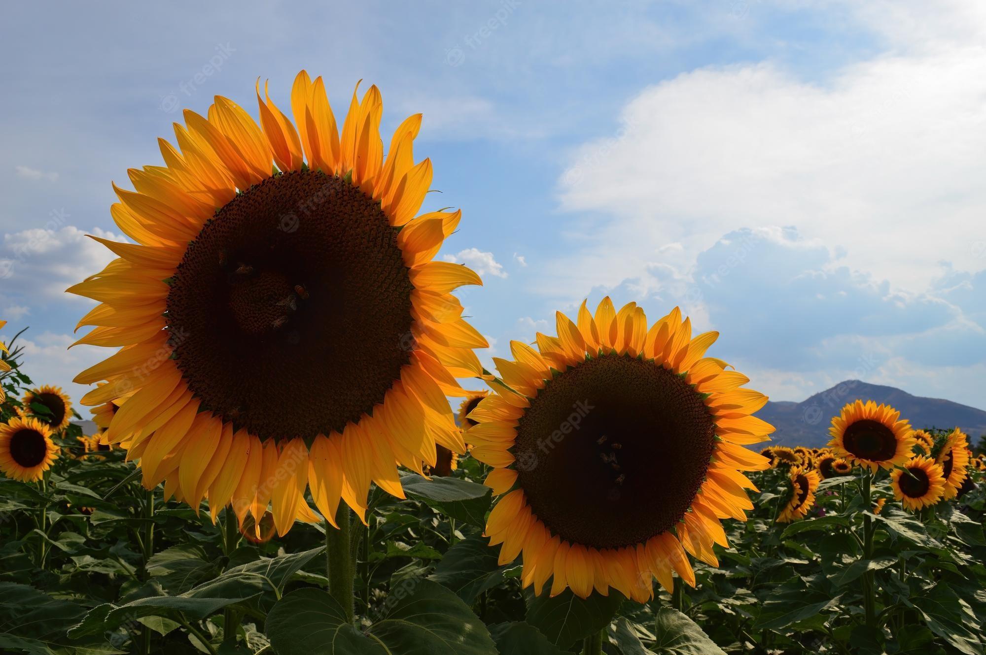 2000x1330 Premium Photo. Sunflower field about to harvest seed sunflower with mountains and clear sky