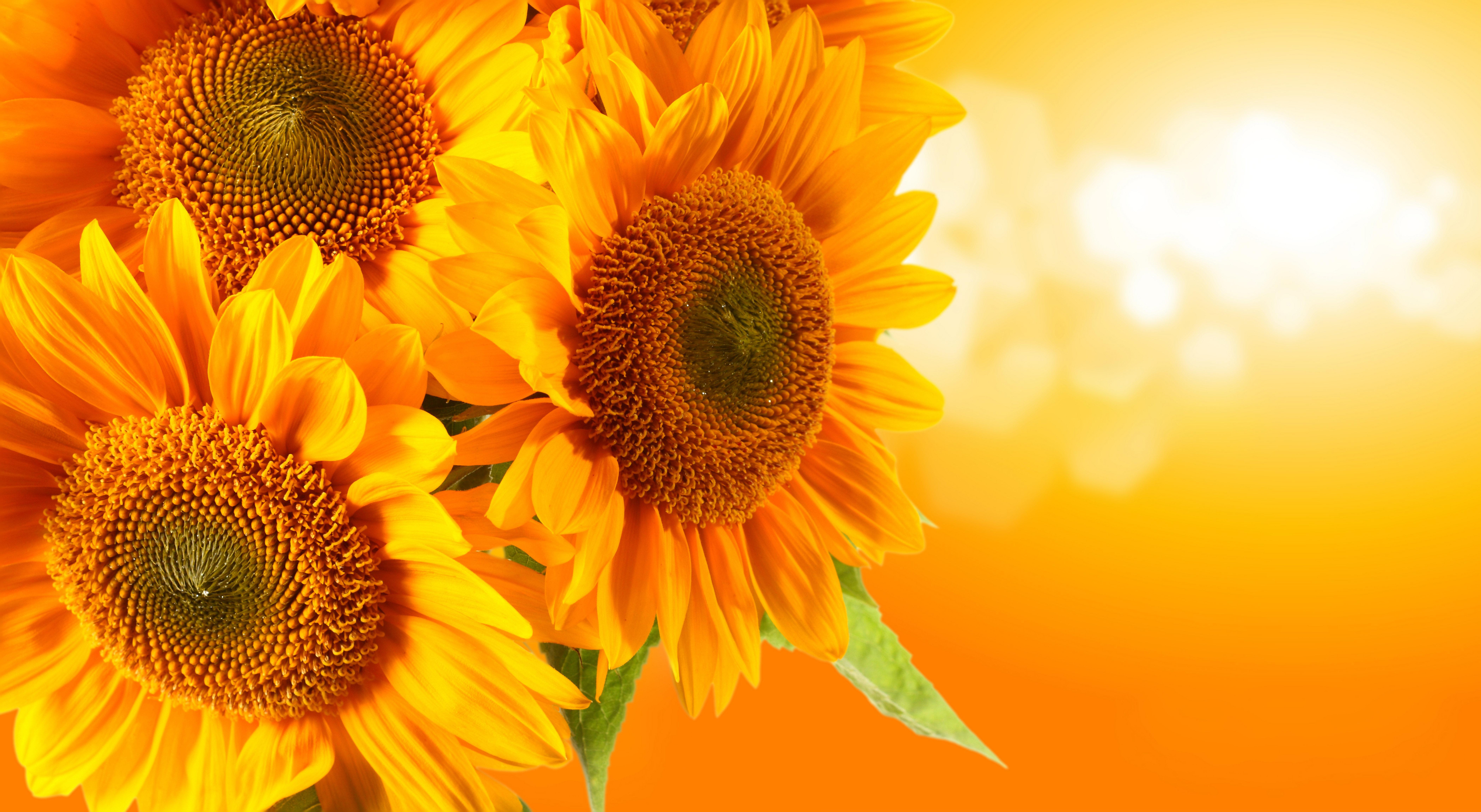 8400x4608 Sunflower 8k Ultra HD Wallpaper
