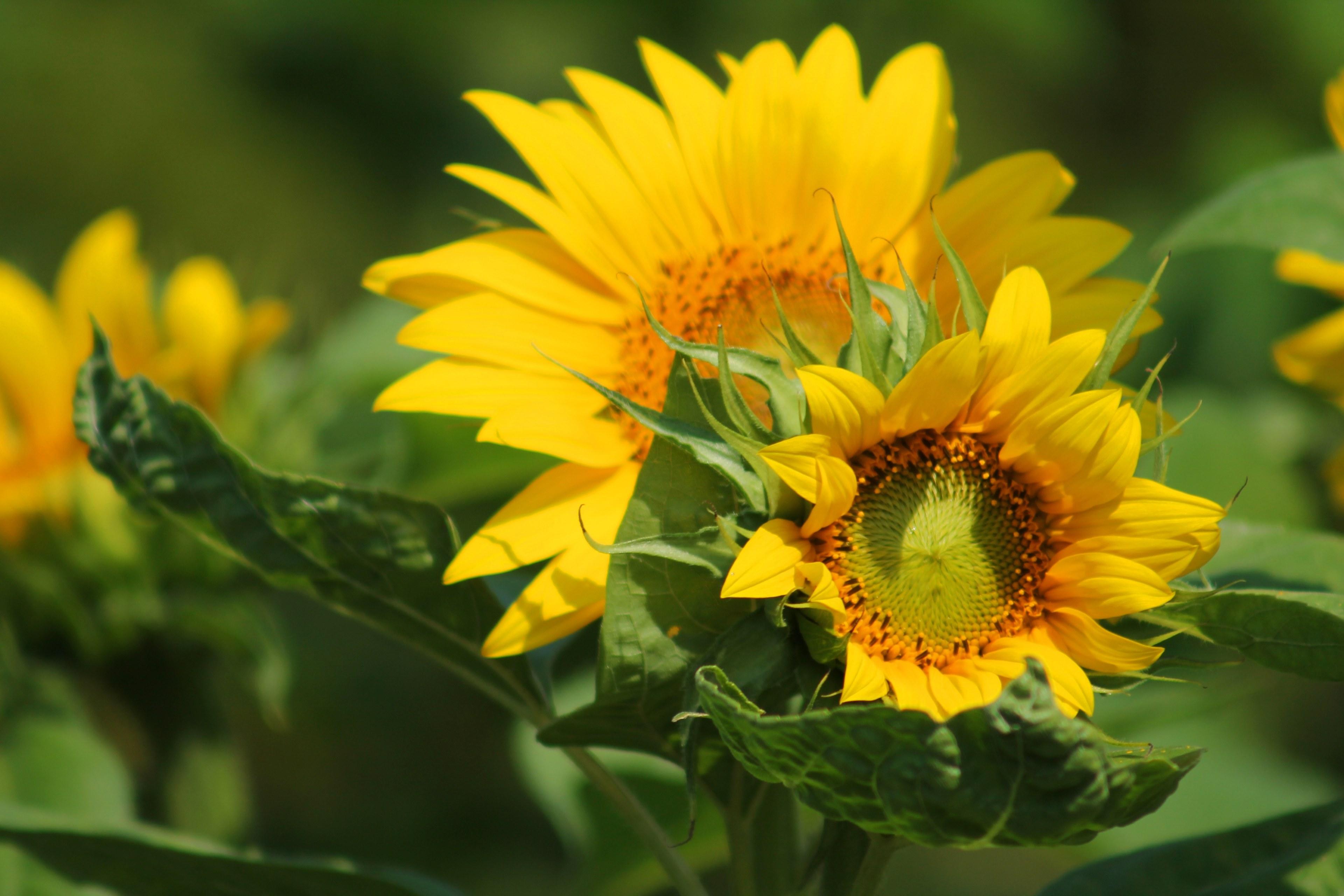 3840x2560 Wallpaper / sunflower flower yellow summer blossom bloom 4k wallpaper free download