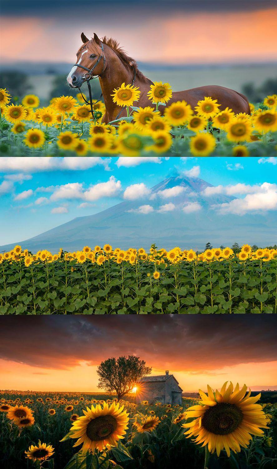 888x1500 Sunflowers Premium 4K theme for Windows 10. Sunflower wallpaper, Background image, Great background
