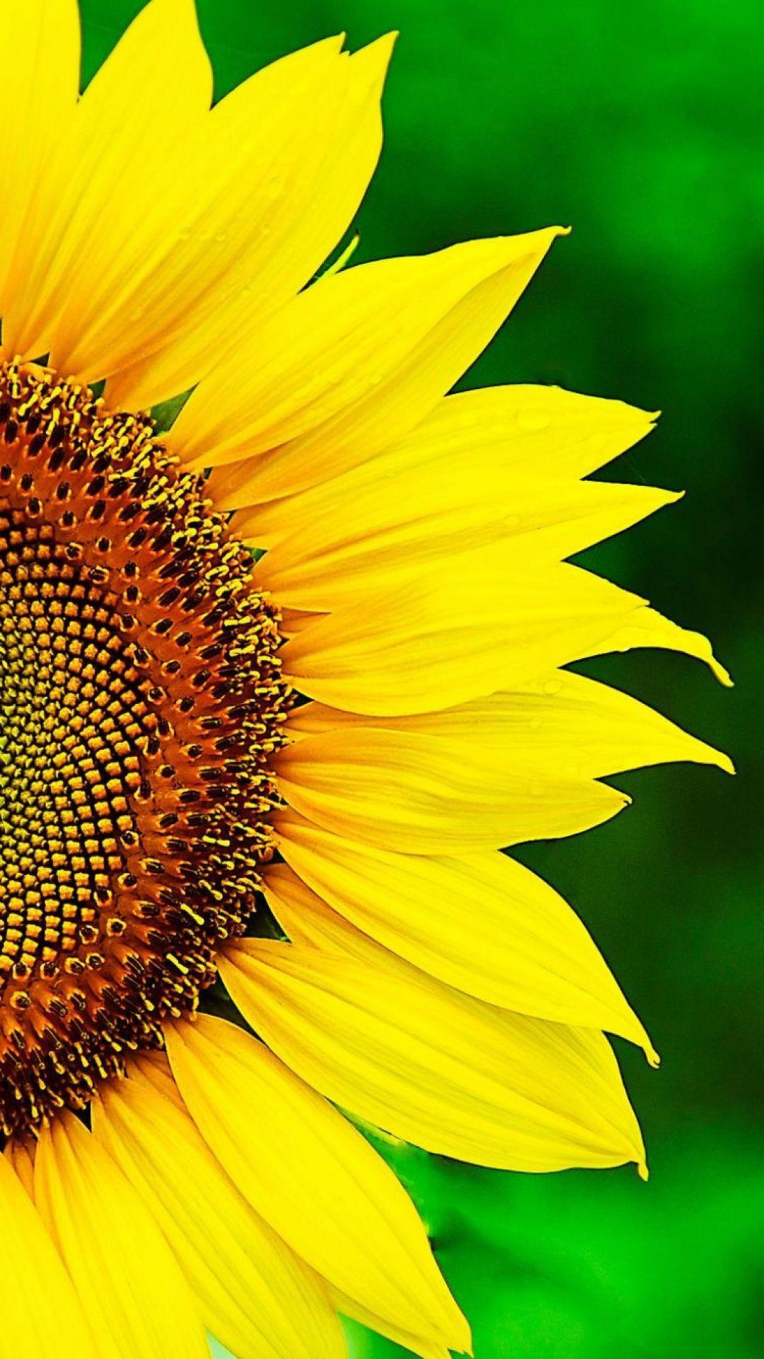 1080x1921 Sunflower Wallpaper for mobile phone, tablet, desktop computer and other devices HD and 4K wallpaper. Sunflower wallpaper, Sunflower, Ornamental plants