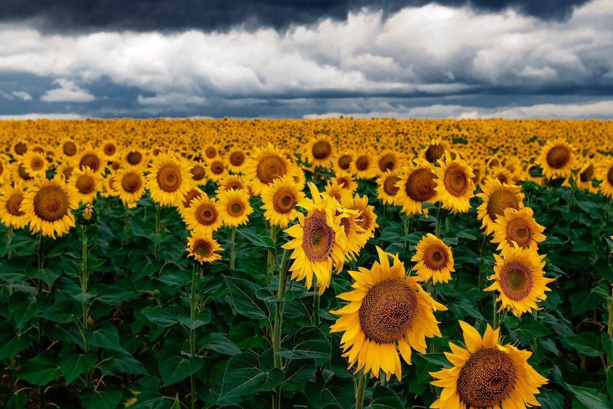1200x800 Sunflower Field Image Wallpaper