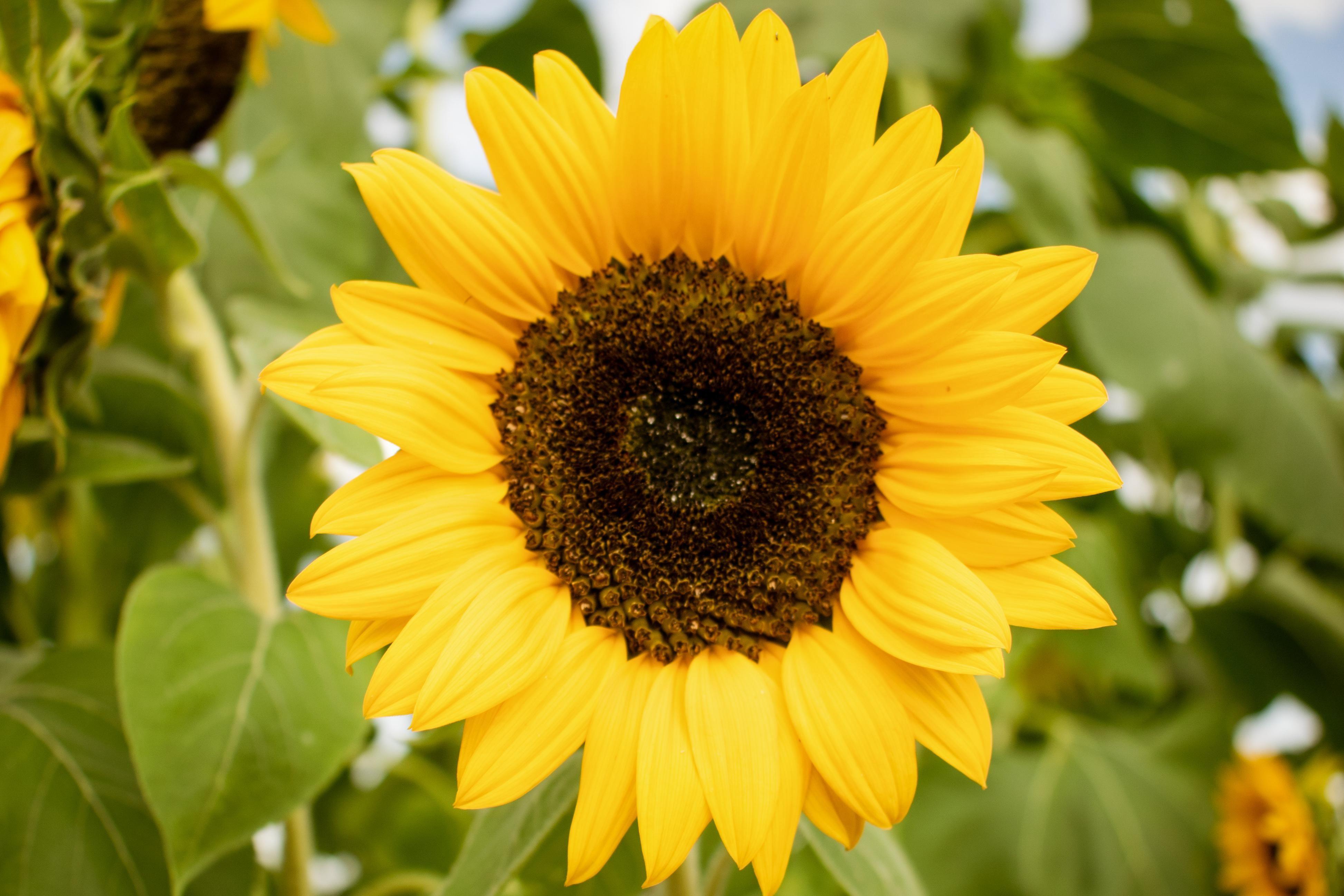 3891x2594 Sunflower 4k Wallpaper