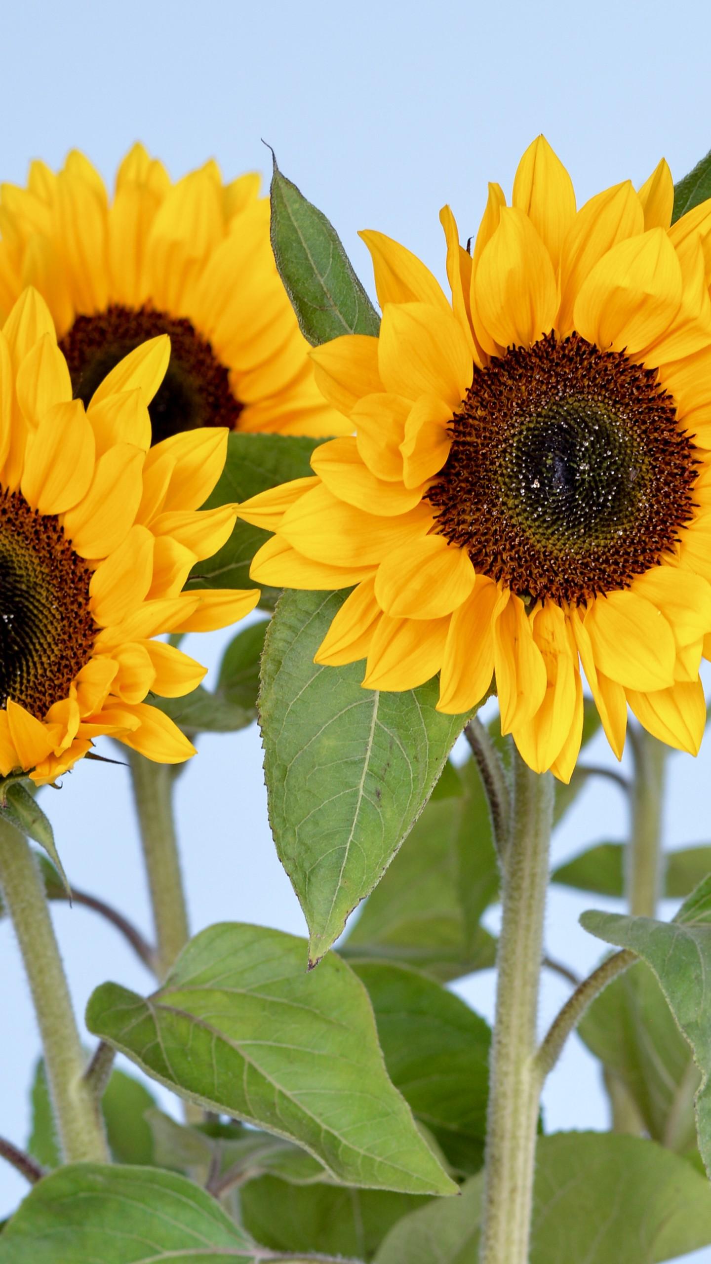 1440x2560 Wallpaper Sunflowers, 5k, 4k wallpaper, flowers, sky, Nature