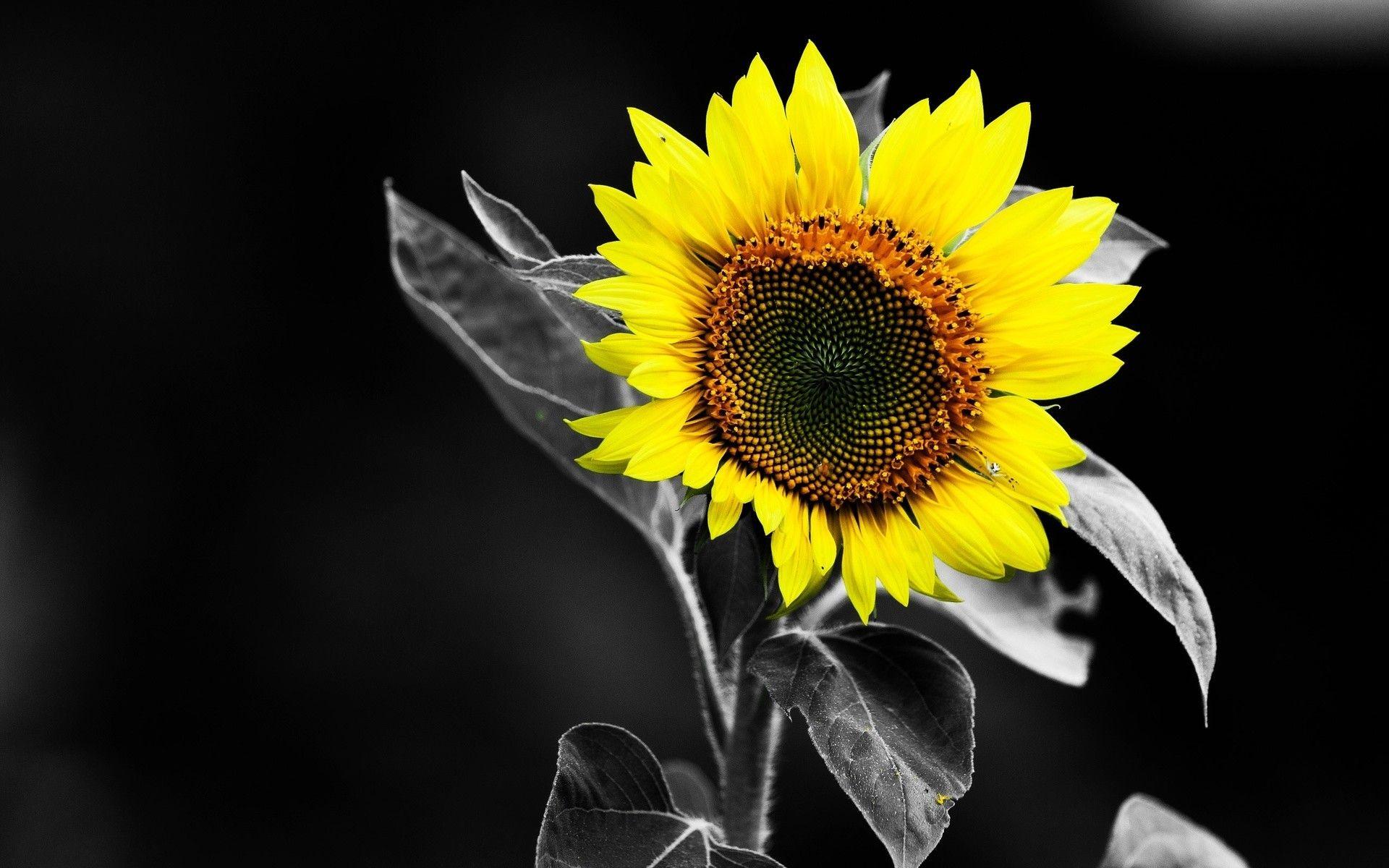 1920x1200 Sunflower HD Wallpaper