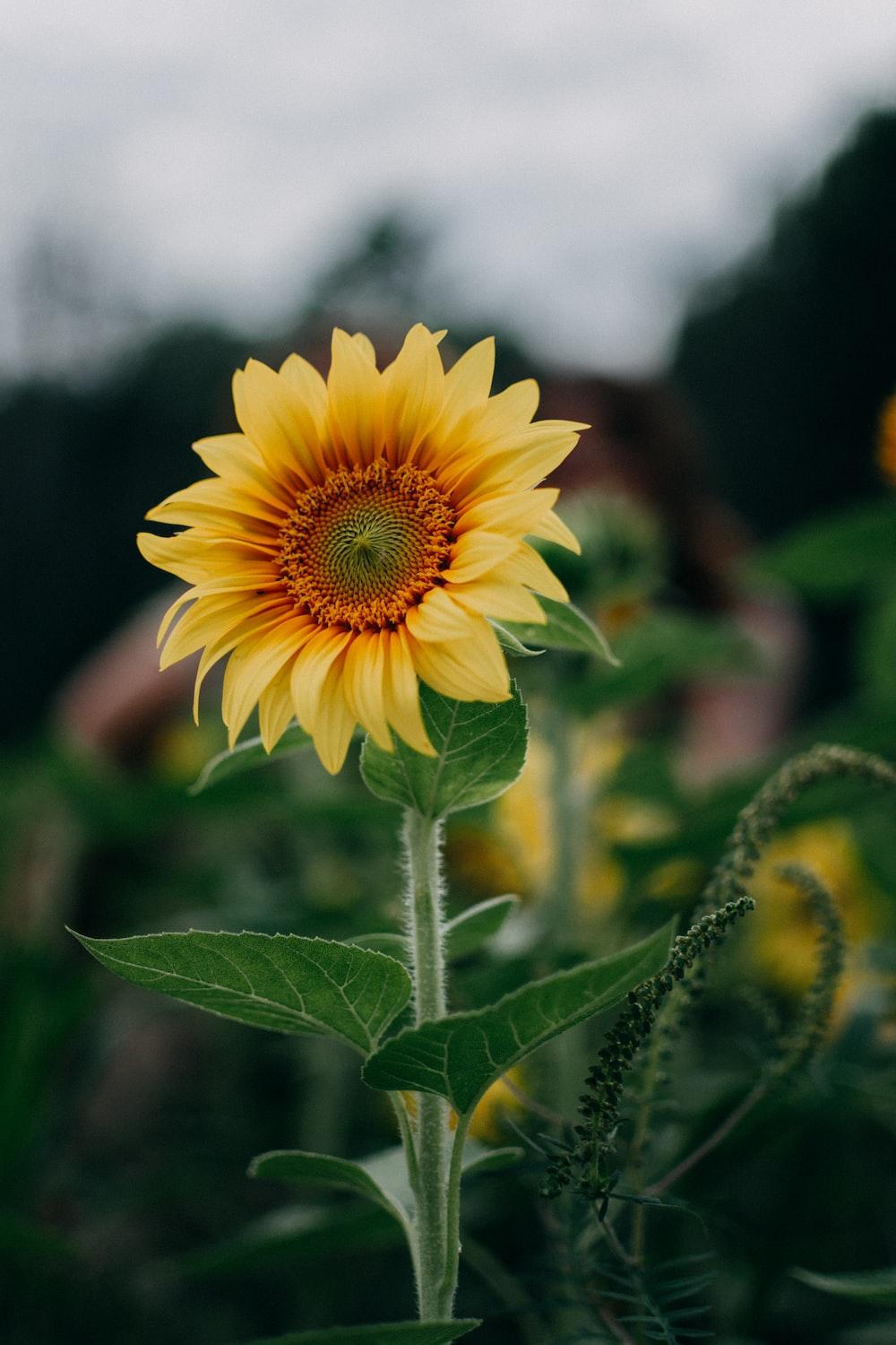 1000x1500 Sunflower Morning Picture. Download Free Image