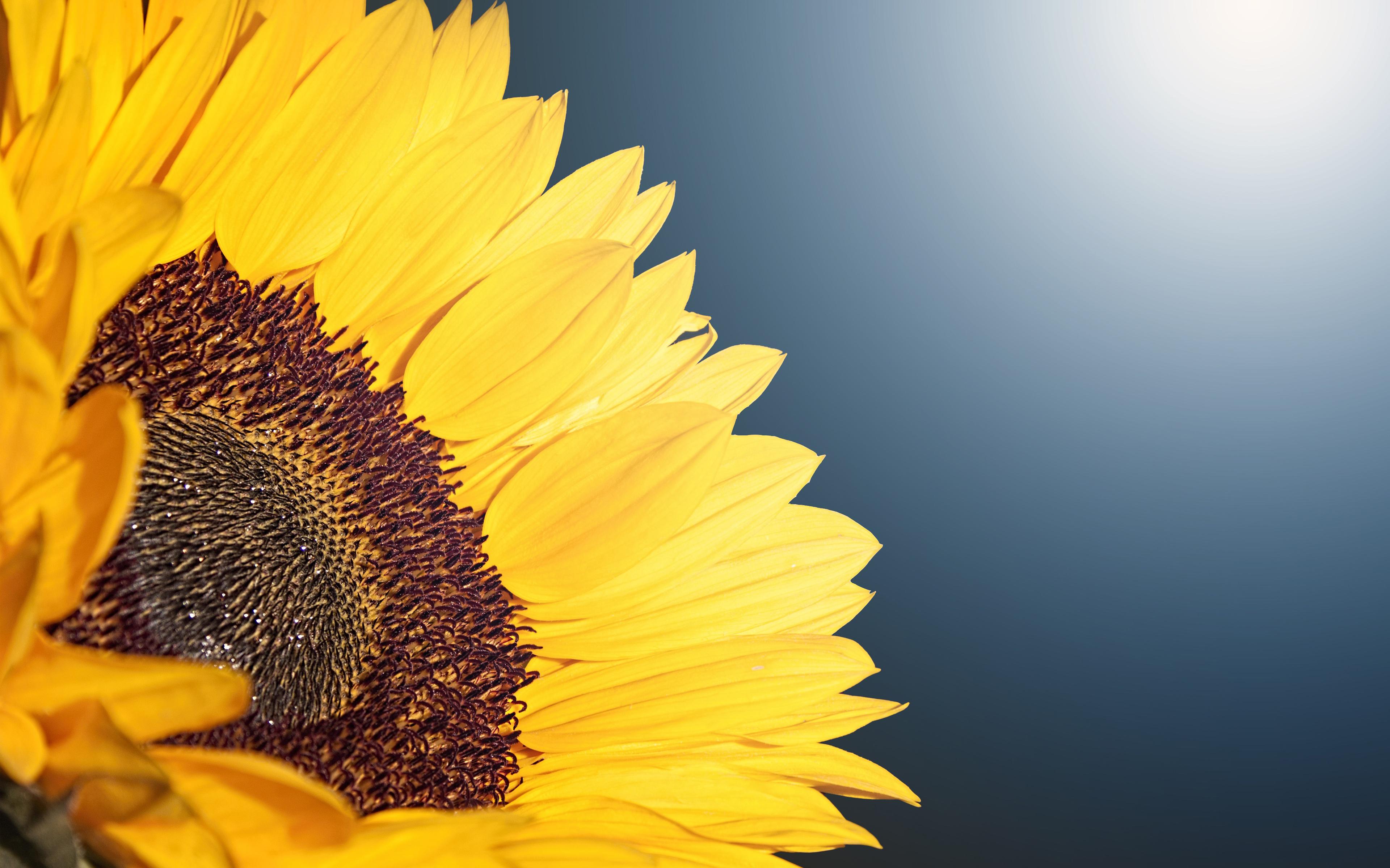 3840x2400 Wallpaper 4k Sunflower 4K Wallpaper