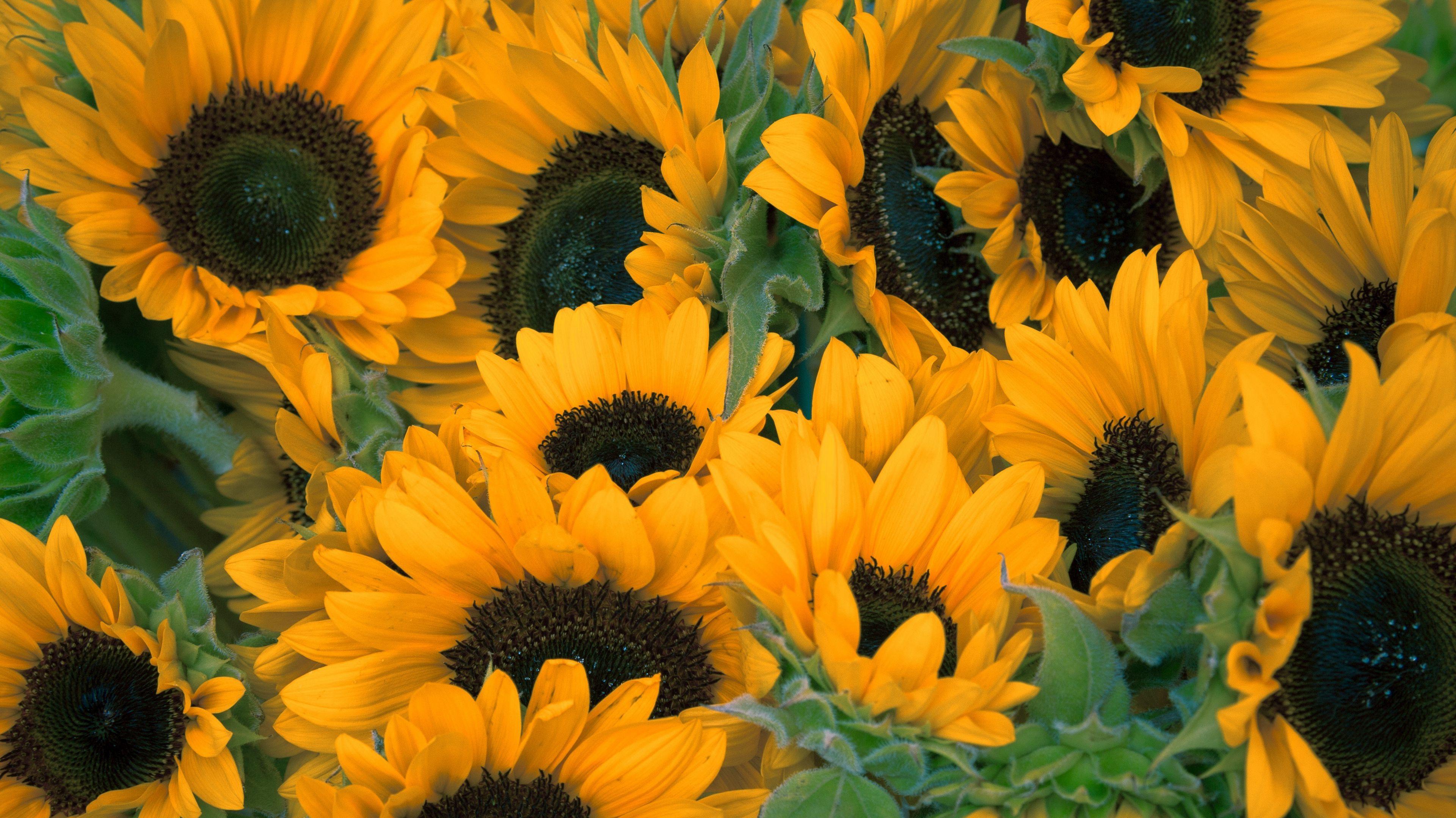 3840x2160 Wallpaper / sunflowers, flowers, lots, 4k free download