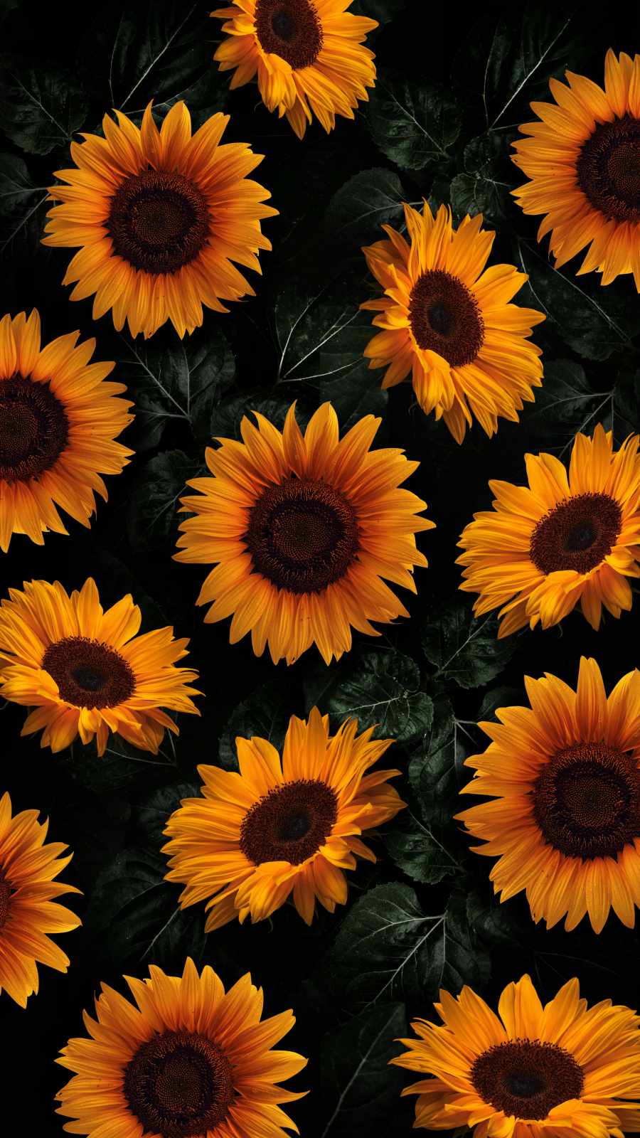 900x1600 Sunflowers 4K IPhone Wallpaper Wallpaper : iPhone Wallpaper