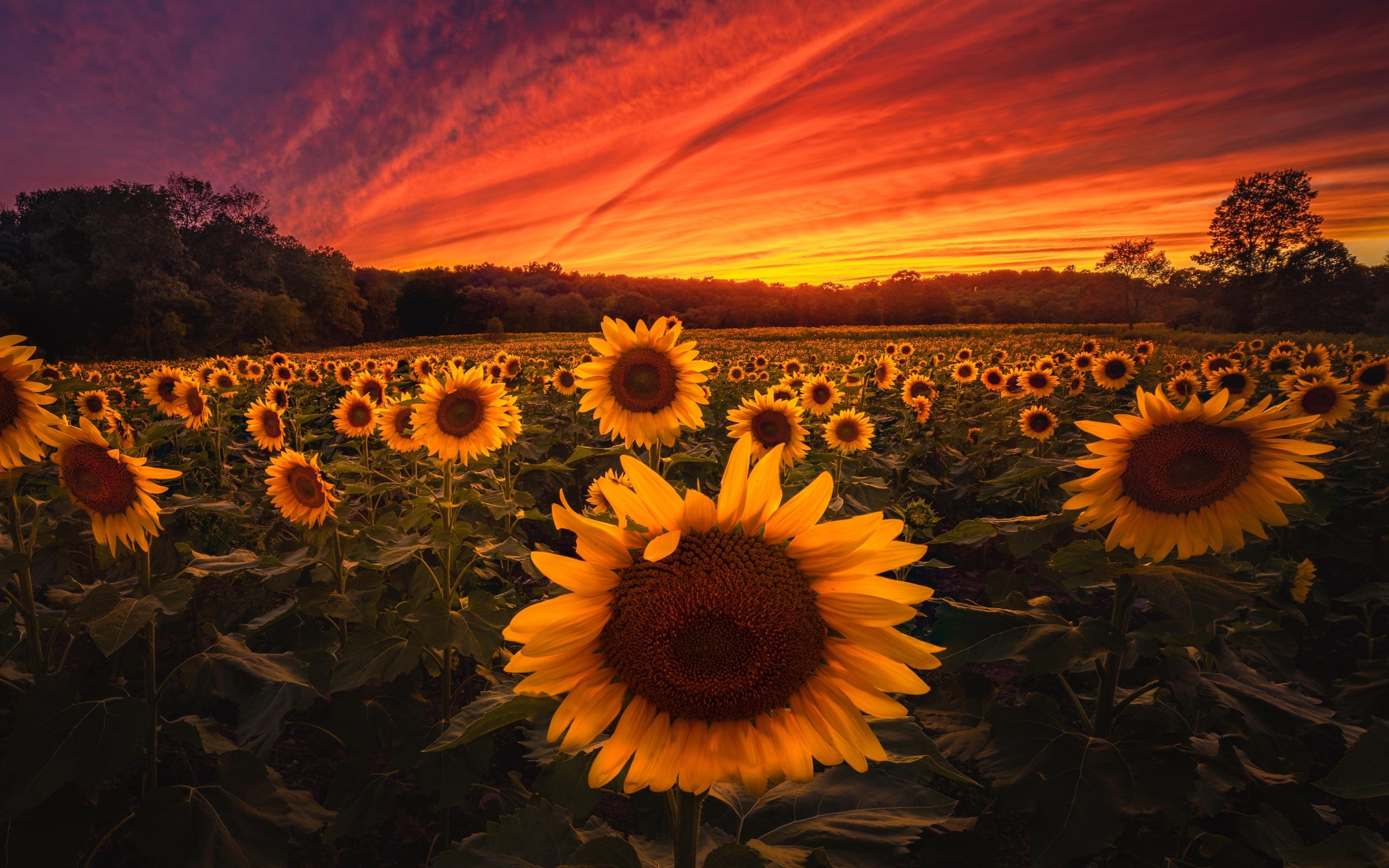 2560x1600 Wallpaper 4k Sunflower Field Wallpaper