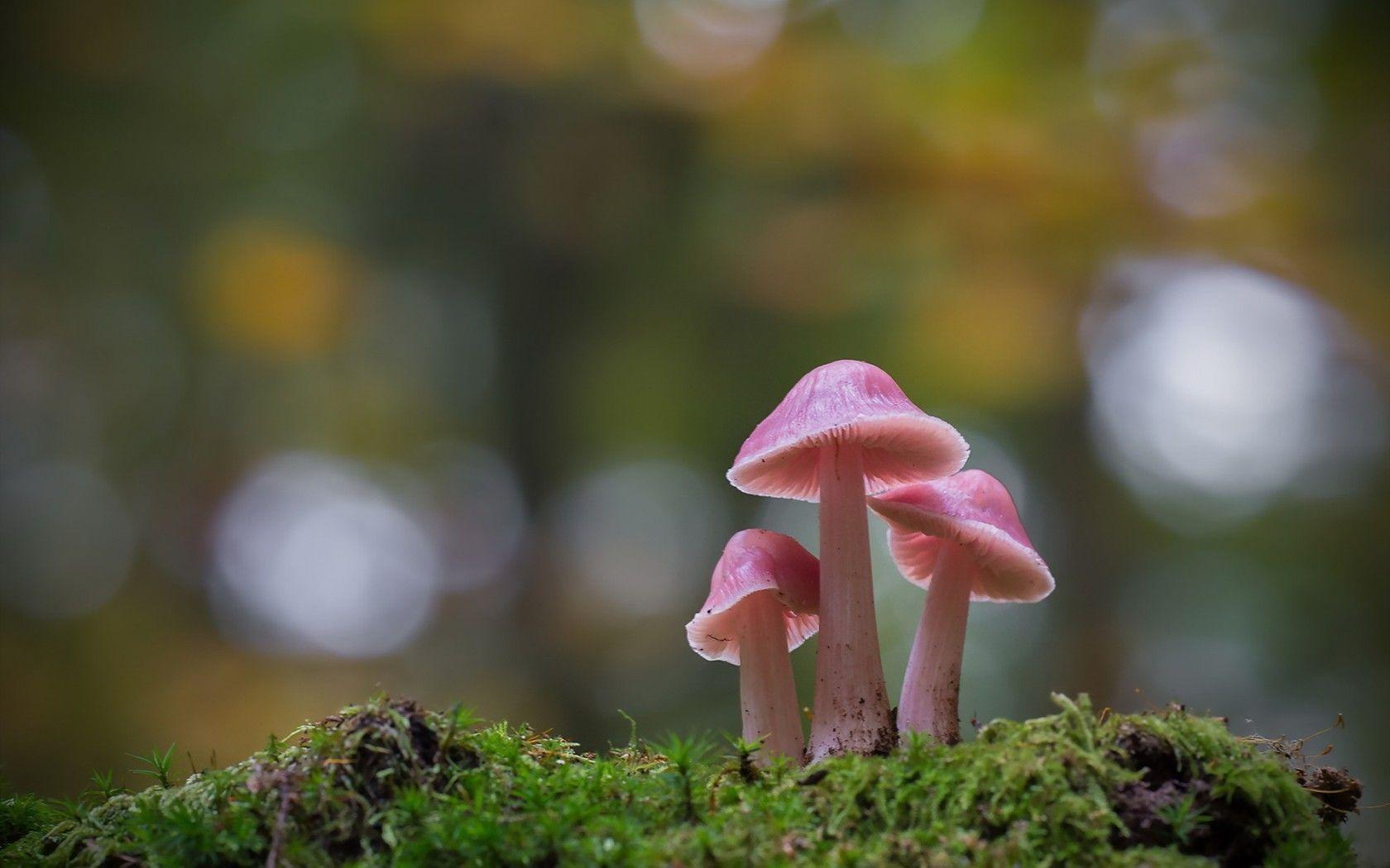 1680x1050 Forest: Forest Tapet Mushroom Mushroom Bokeh Green Pink Hình nền