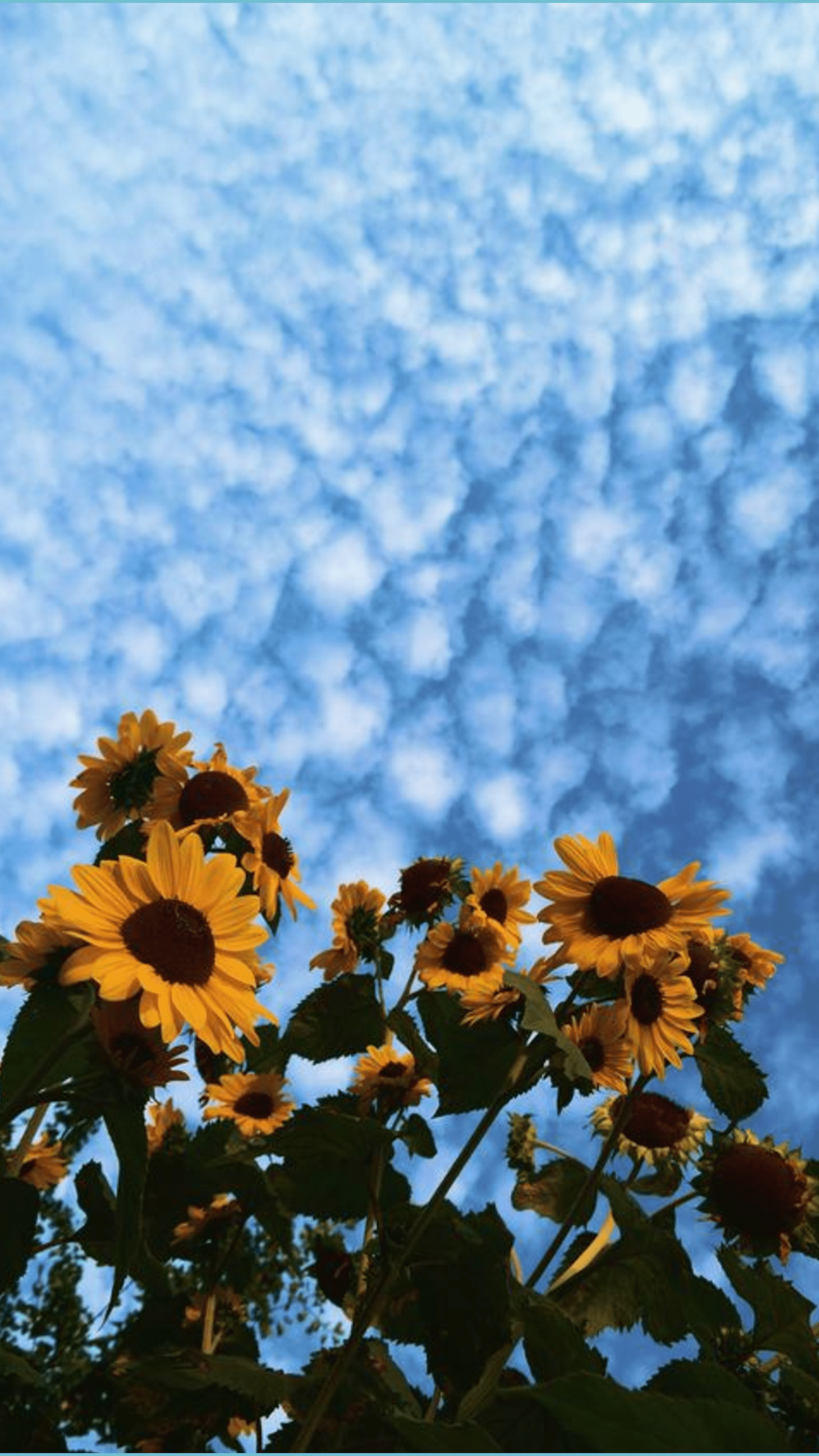 2160x3840 iPhone Aesthetic Sunflower Wallpaper