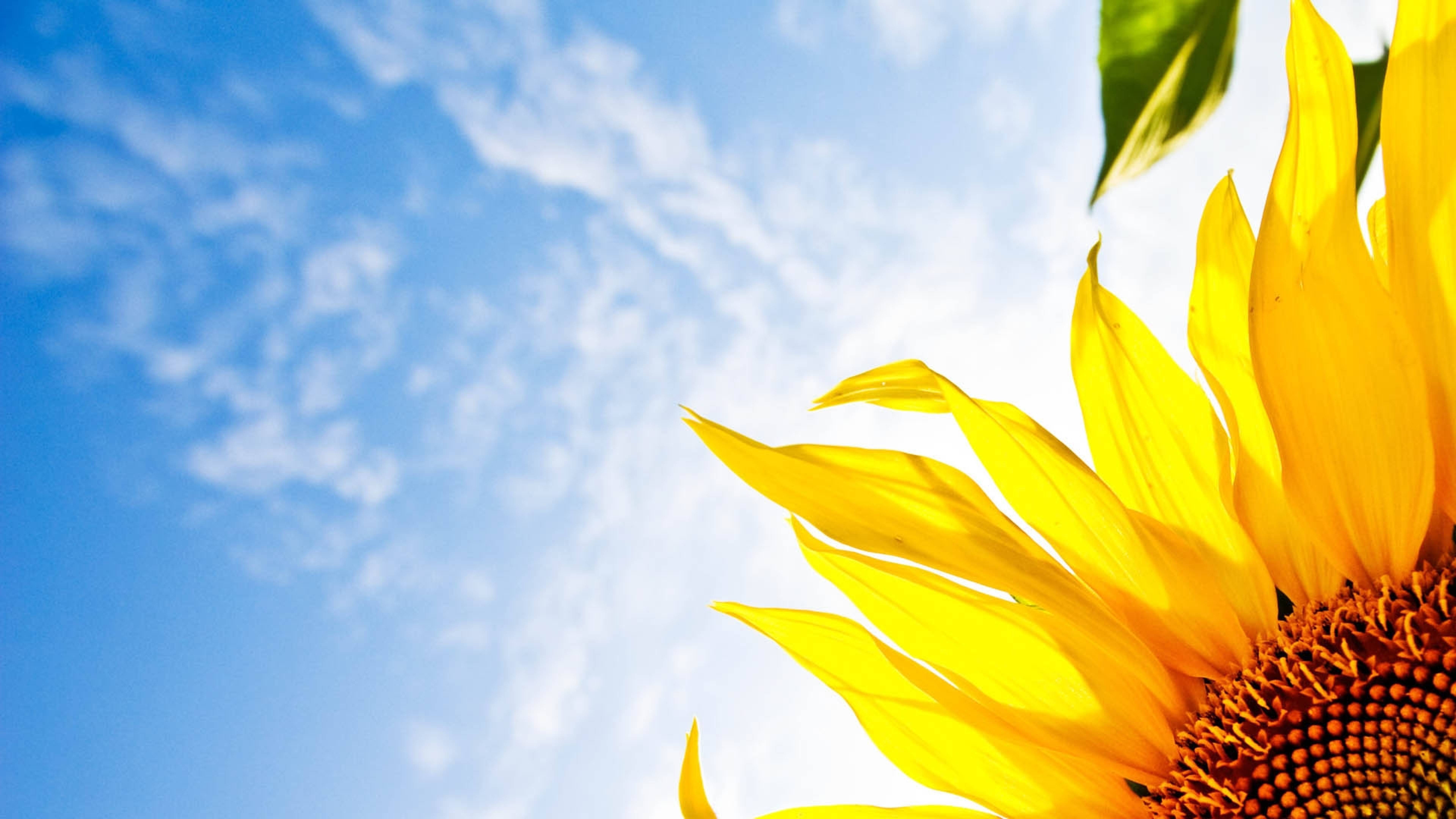 7680x4320 flower, sunflower, sky 8K Wallpaper, HD Flowers 4K Wallpaper, Image, Photo and Background
