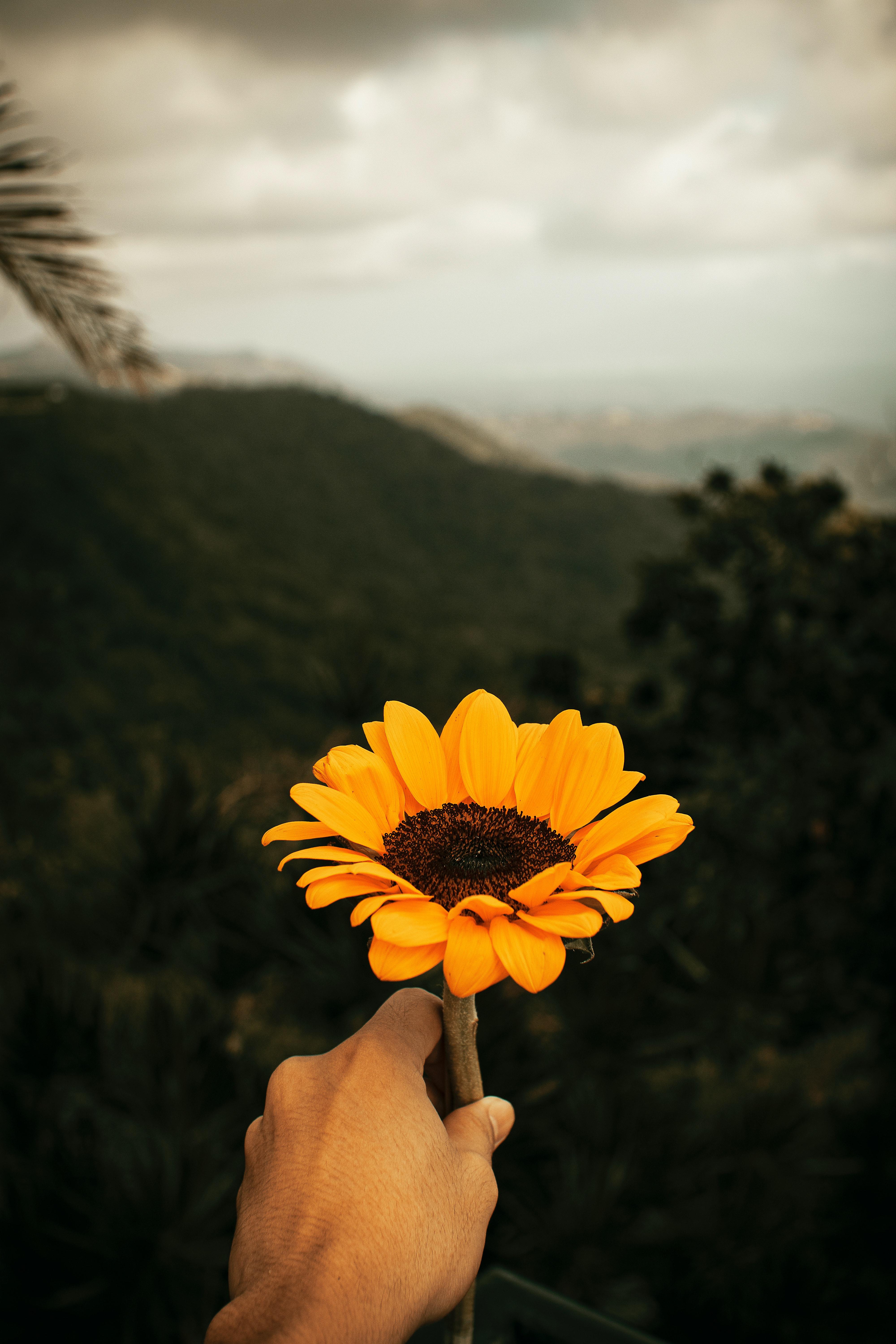 4000x6000 Unrecognizable tourist holding sunflower against mountainous landscape · Free