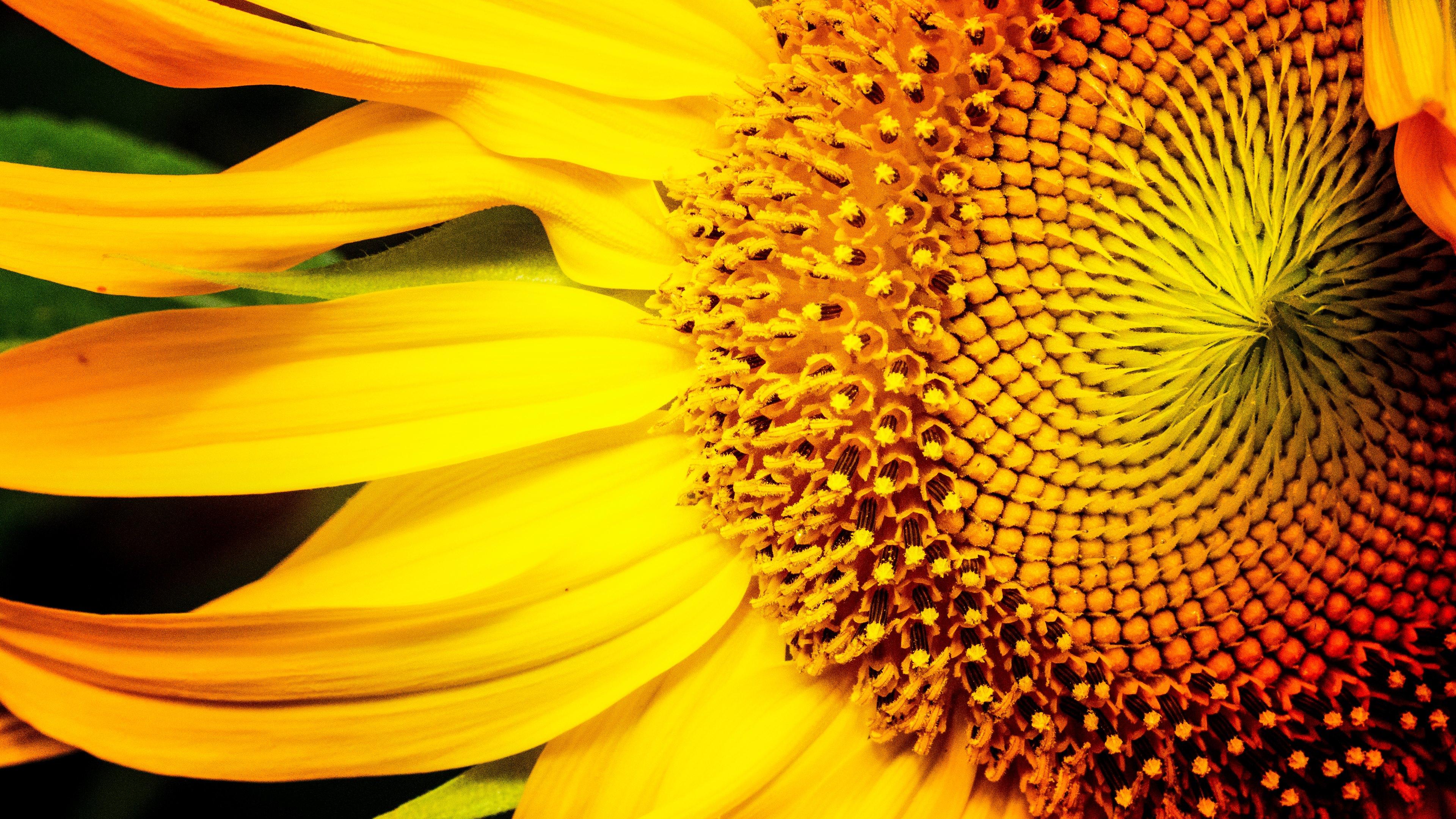 3840x2160 Sunflower 4k Ultra HD Wallpaper