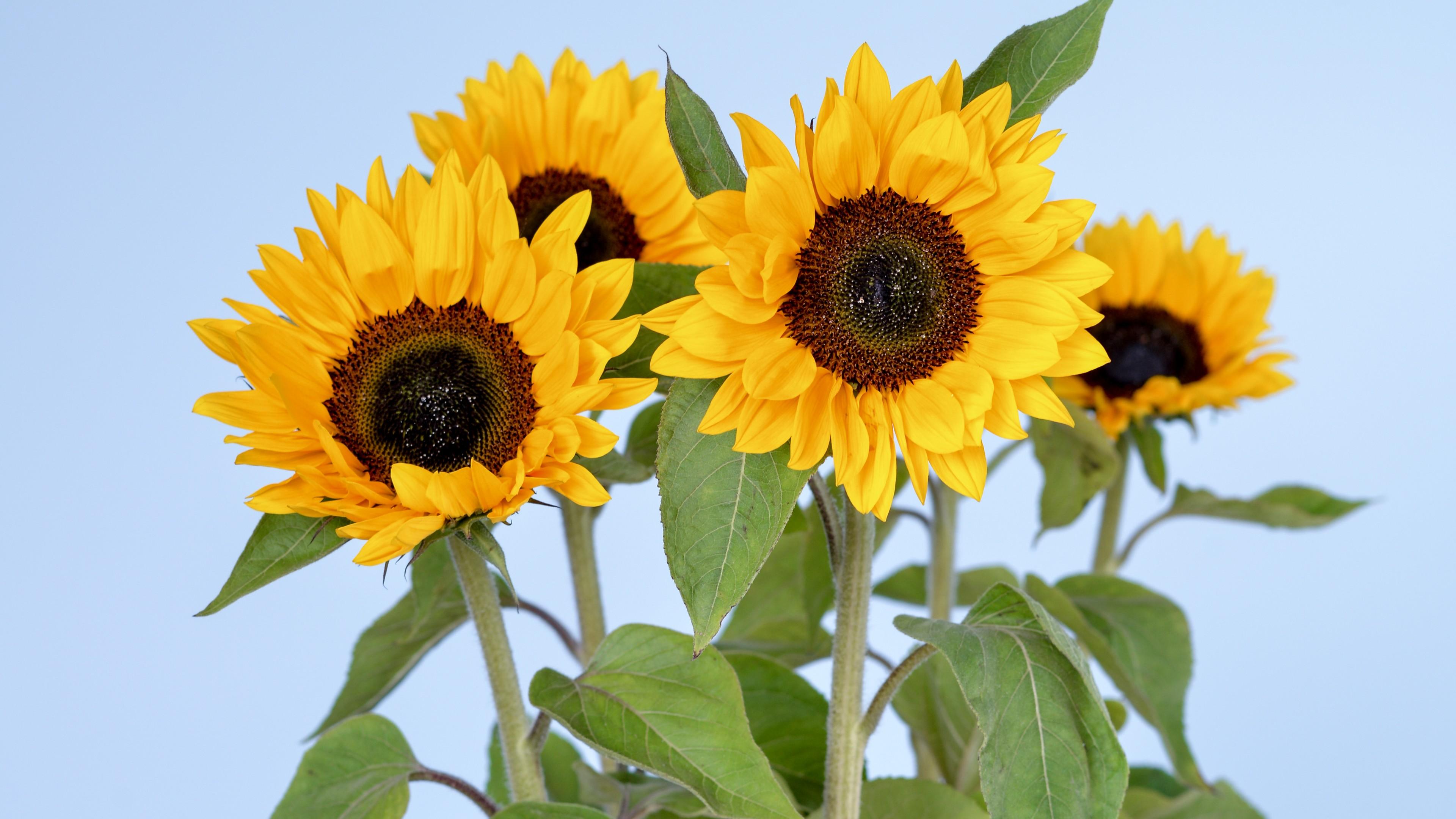 3840x2160 Wallpaper Sunflowers, 5k, 4k wallpaper, flowers, sky, Nature