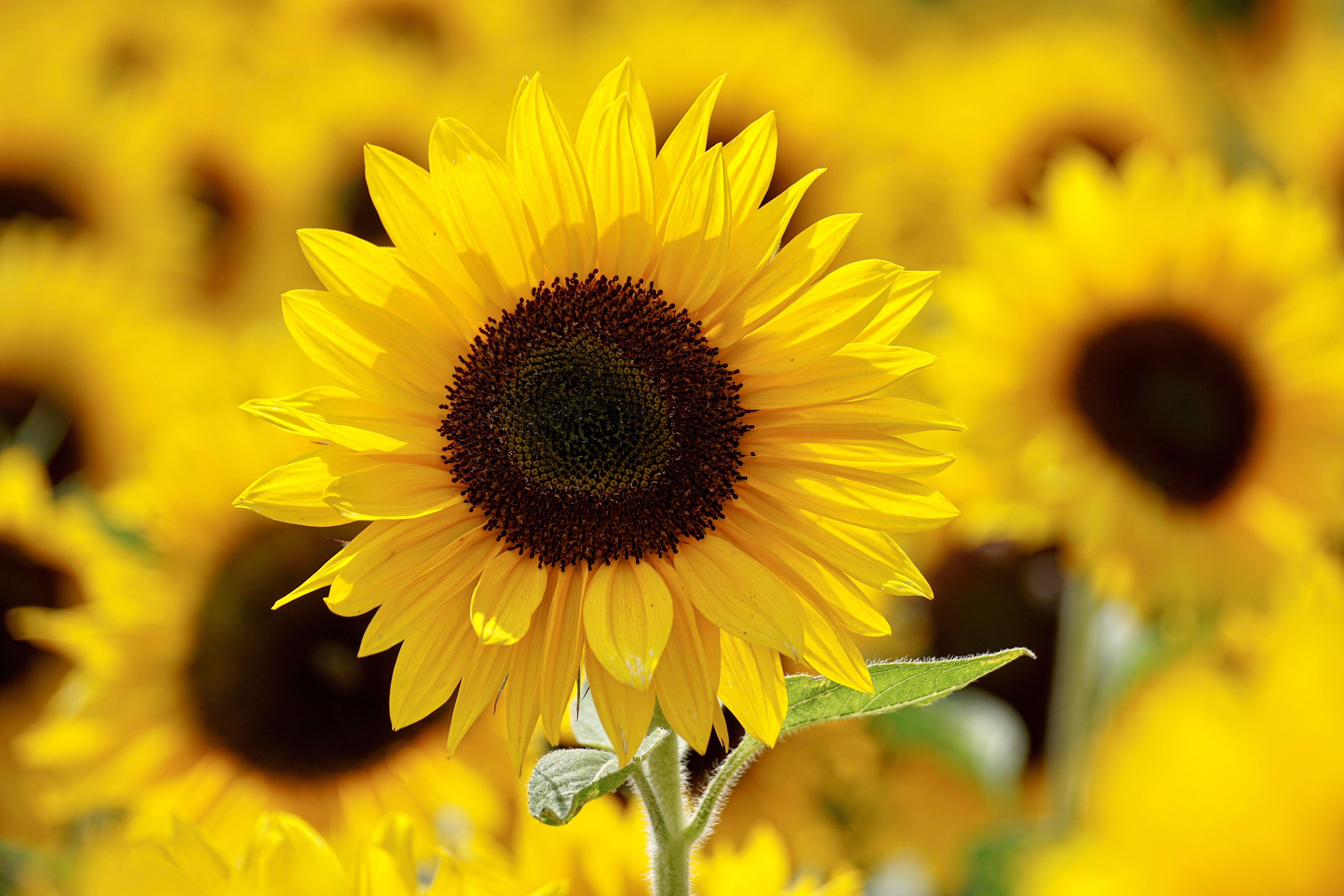 6000x4000 Best Sunflower Photo · 100% Free Downloads