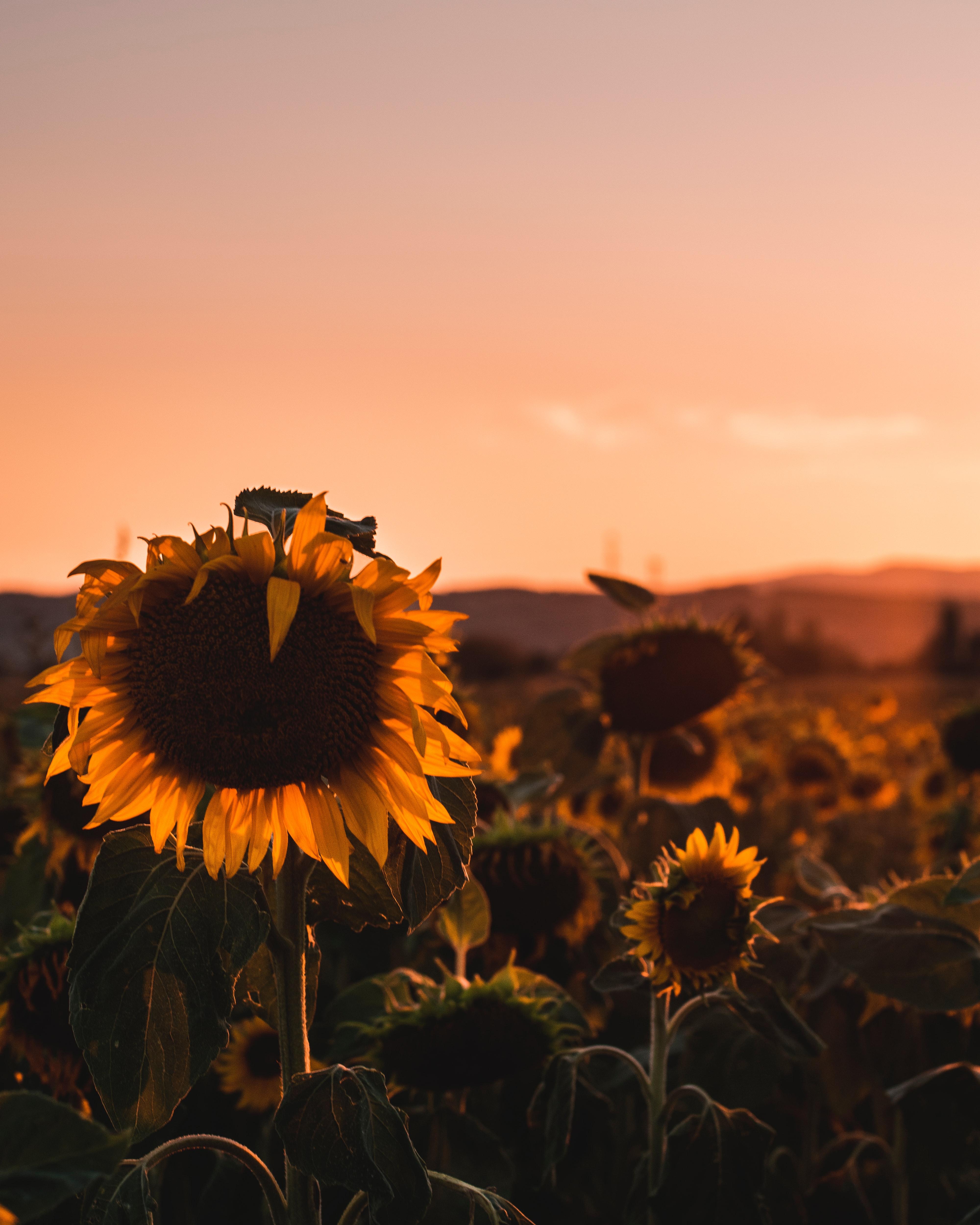 4K Mountain Sunflower Wallpapers - Top Free 4K Mountain Sunflower ...