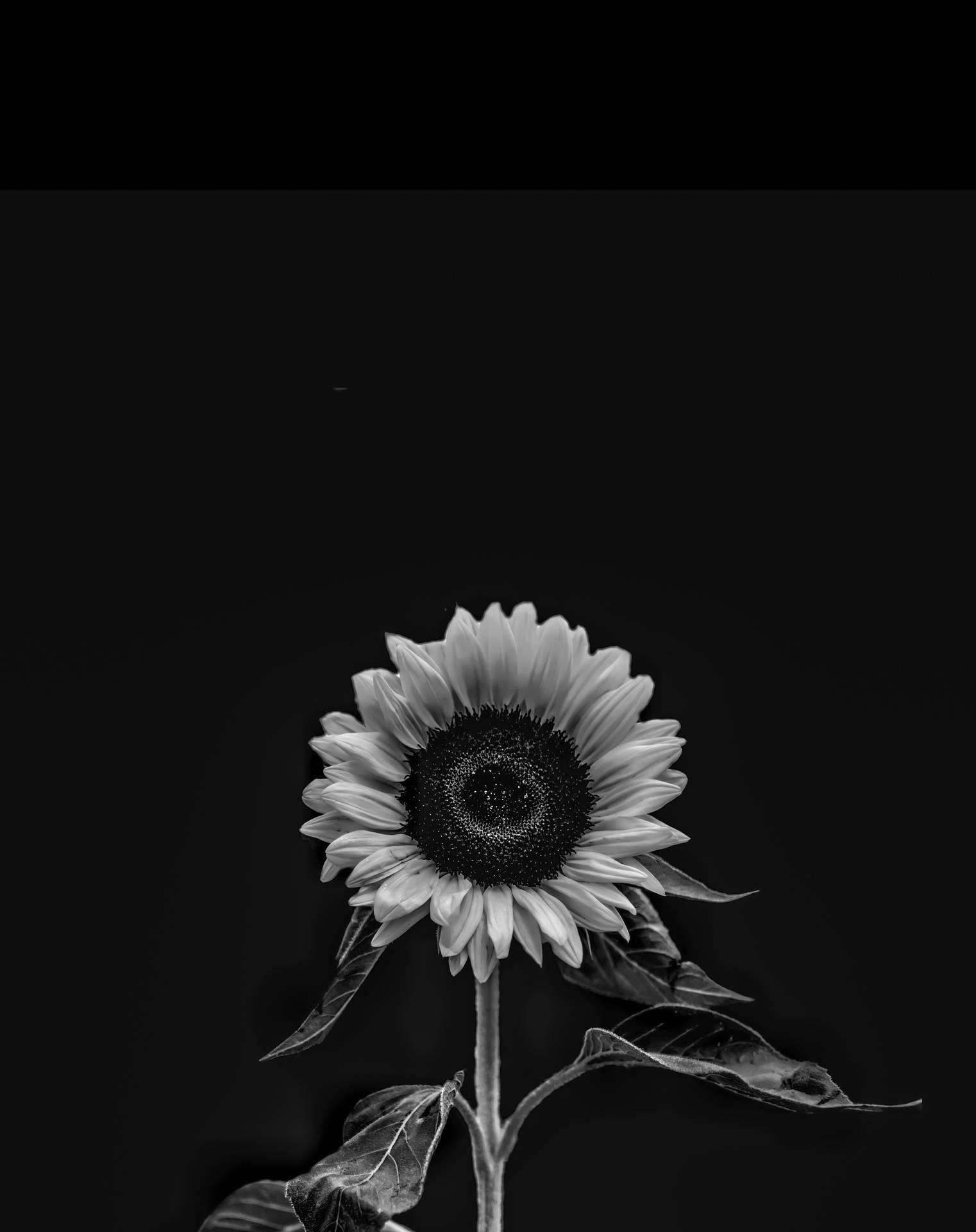 1522x1920 Download iPhone 4k Black White Sunflower Wallpaper