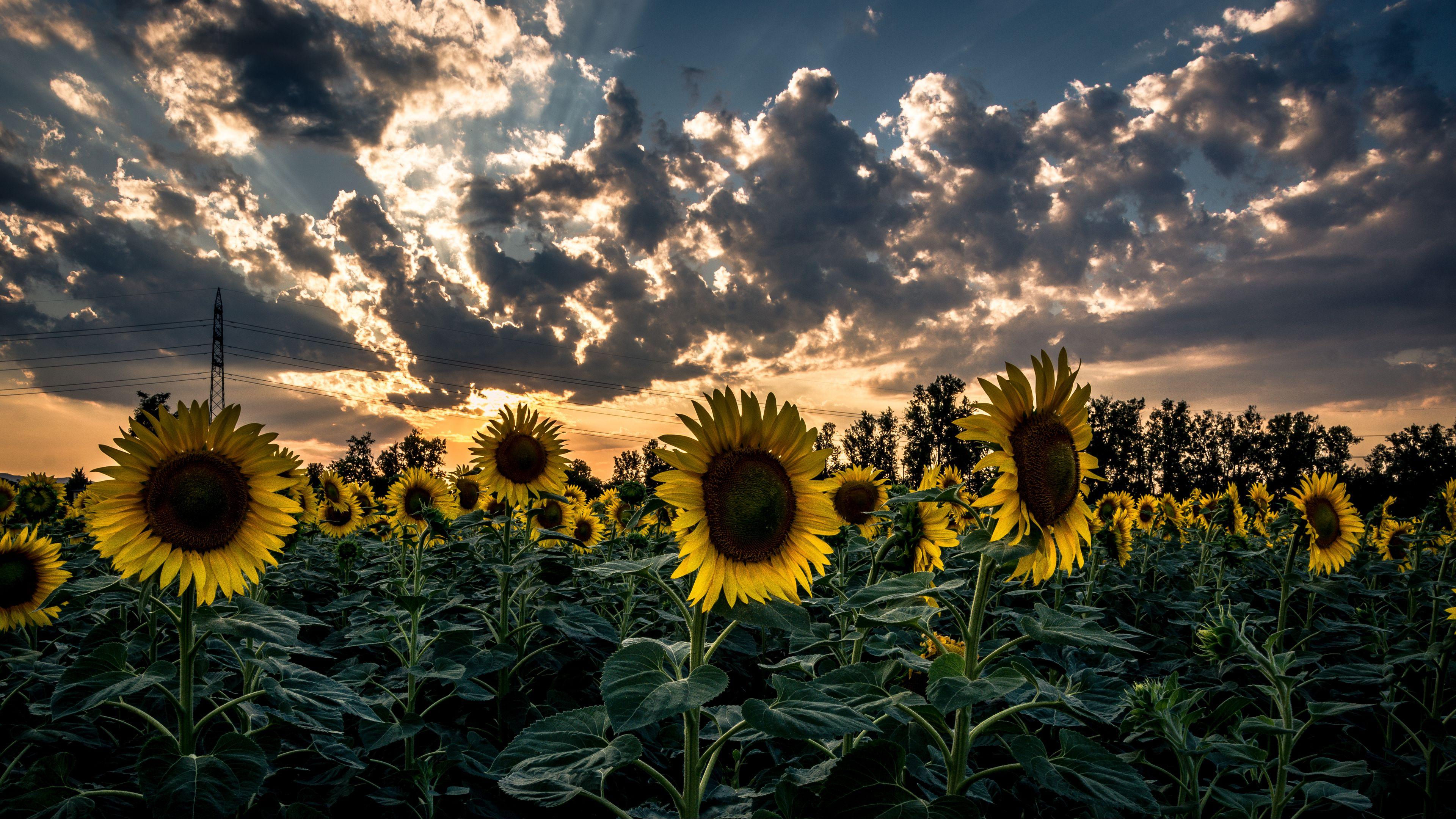 3840x2160 Wallpaper / sunflower, field, flower, sunset, 4k free download