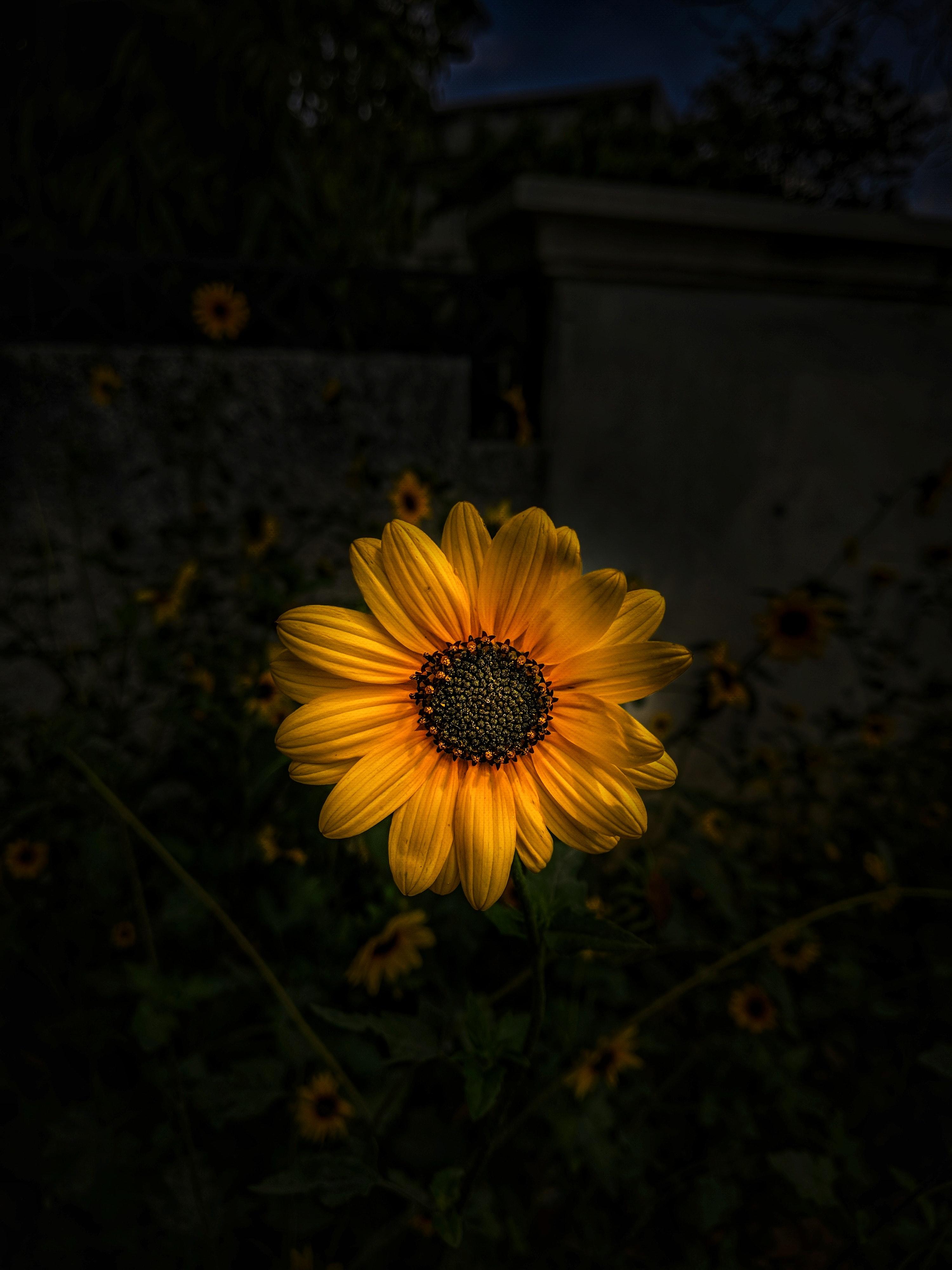 3000x4000 Best Sunflower Photo · 100% Free Downloads