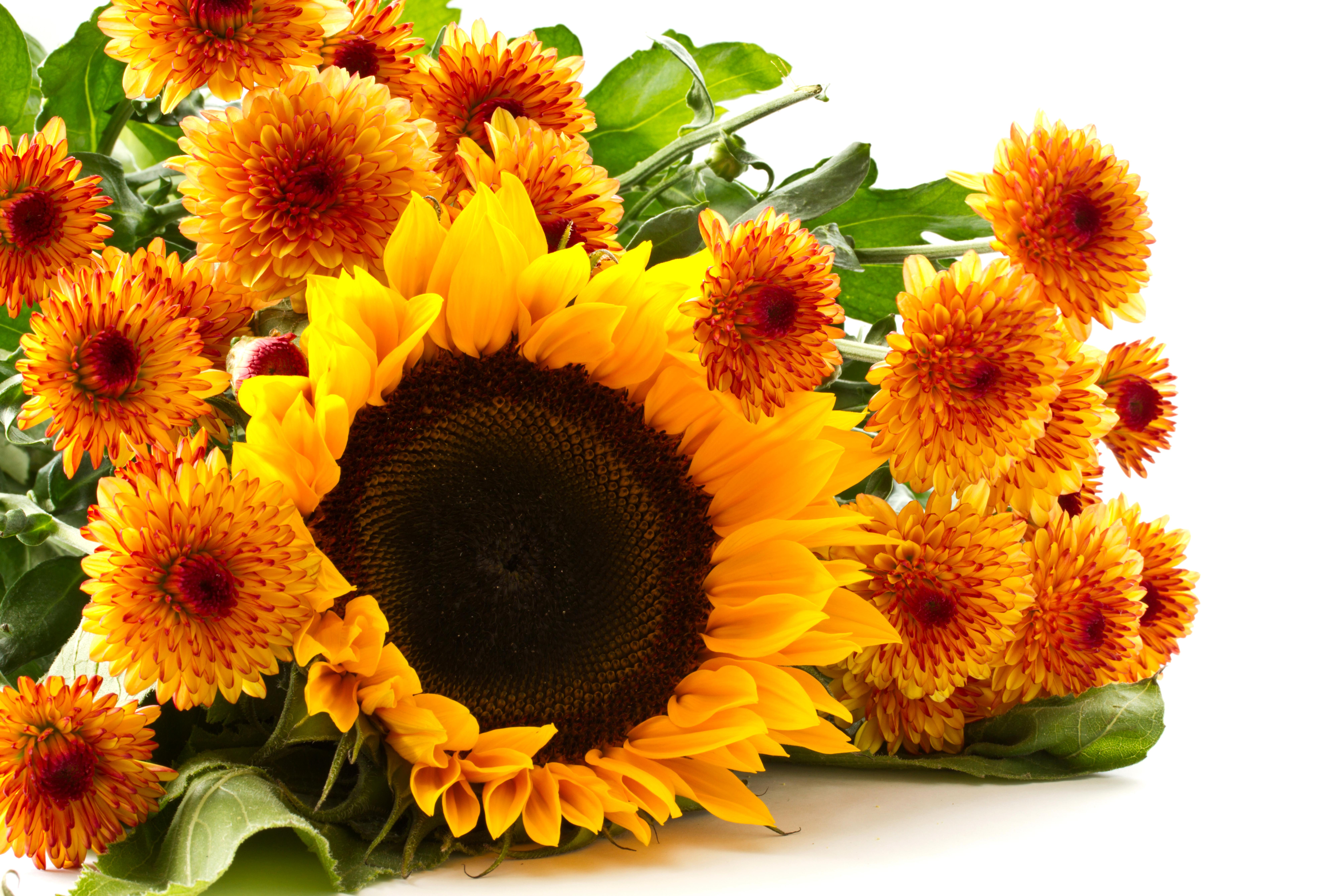 8040x5360 Sunflower 8k Ultra HD Wallpaper