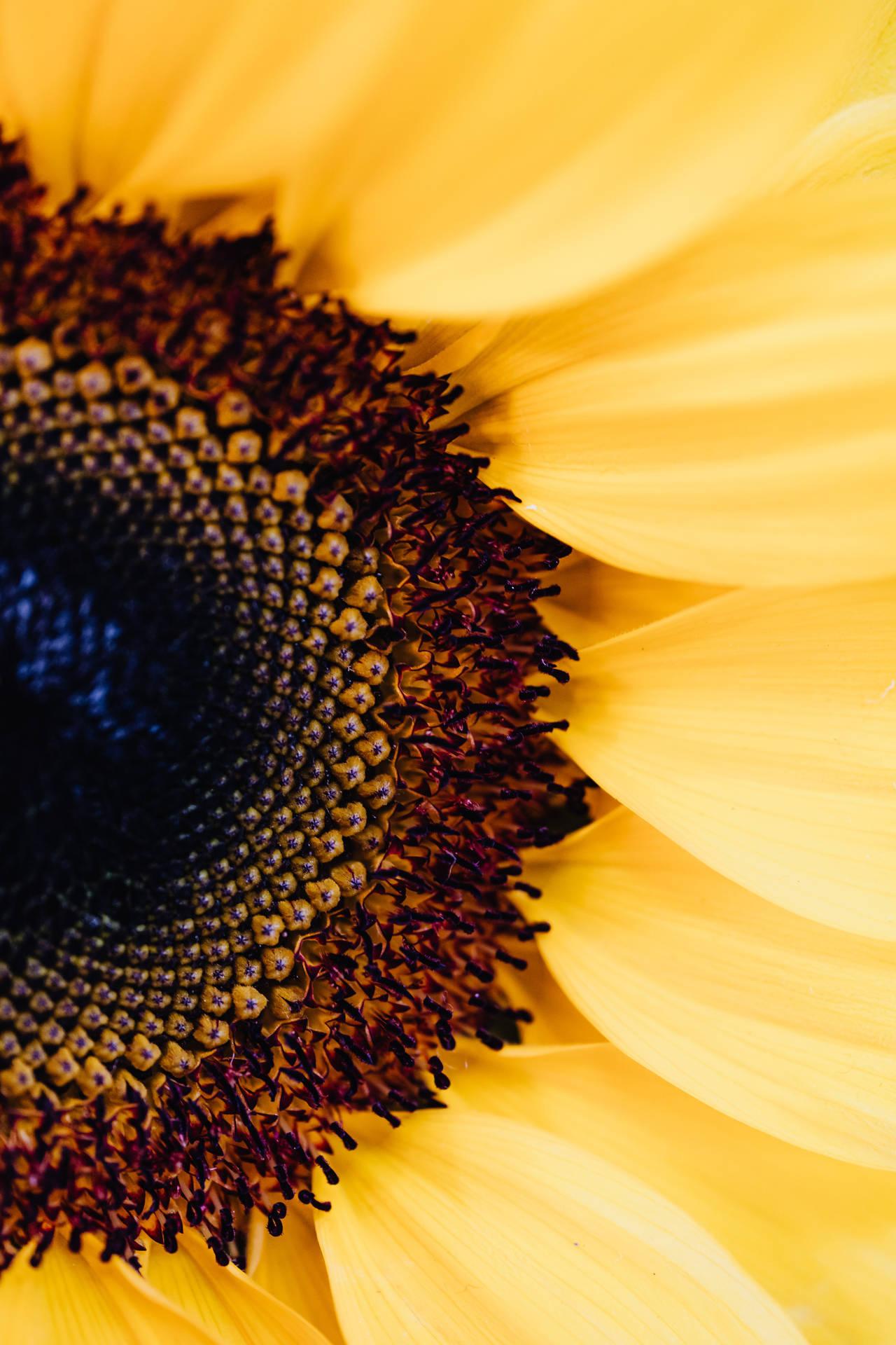 1280x1920 Download iPhone 4k Sunflower Wallpaper