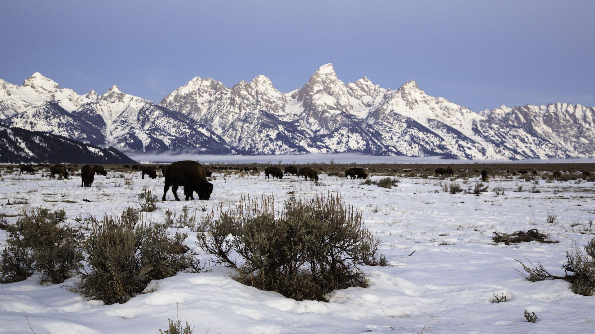 1920x1080 Top Things to Do In Jackson Hole, Wyoming Year Round