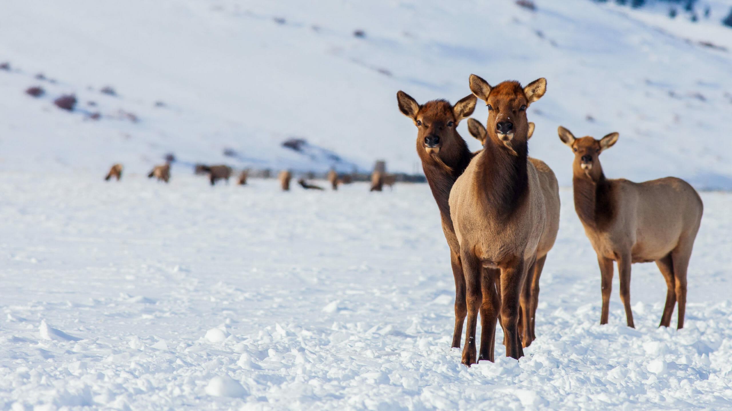 2560x1440 Wintering wildlife in Jackson Hole Wyoming