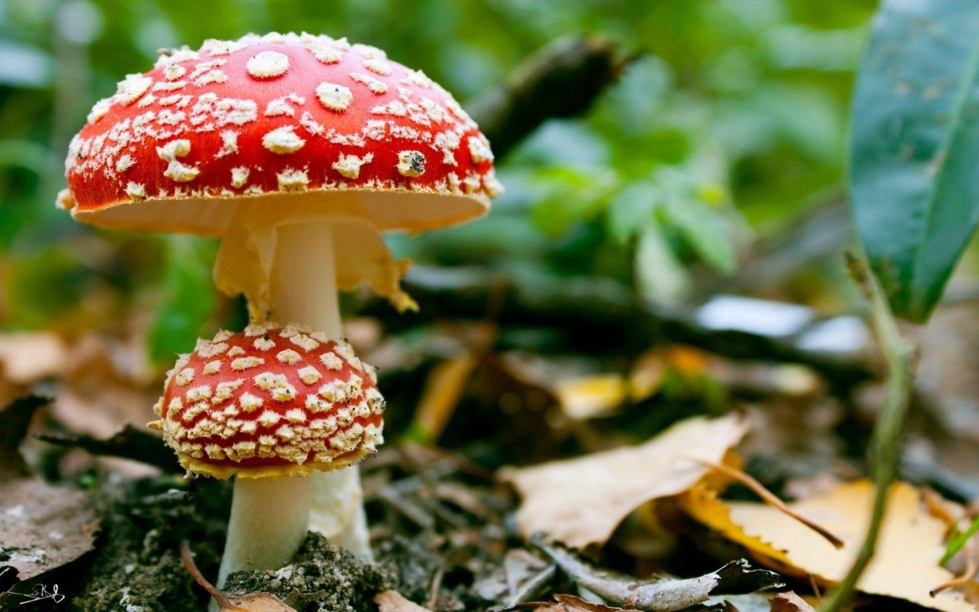 Mushroom Wallpapers - Top Free Mushroom Backgrounds - WallpaperAccess
