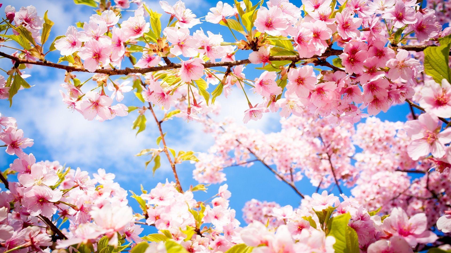 Spring Cherry Blossom Wallpapers - Top Free Spring Cherry Blossom  Backgrounds - WallpaperAccess