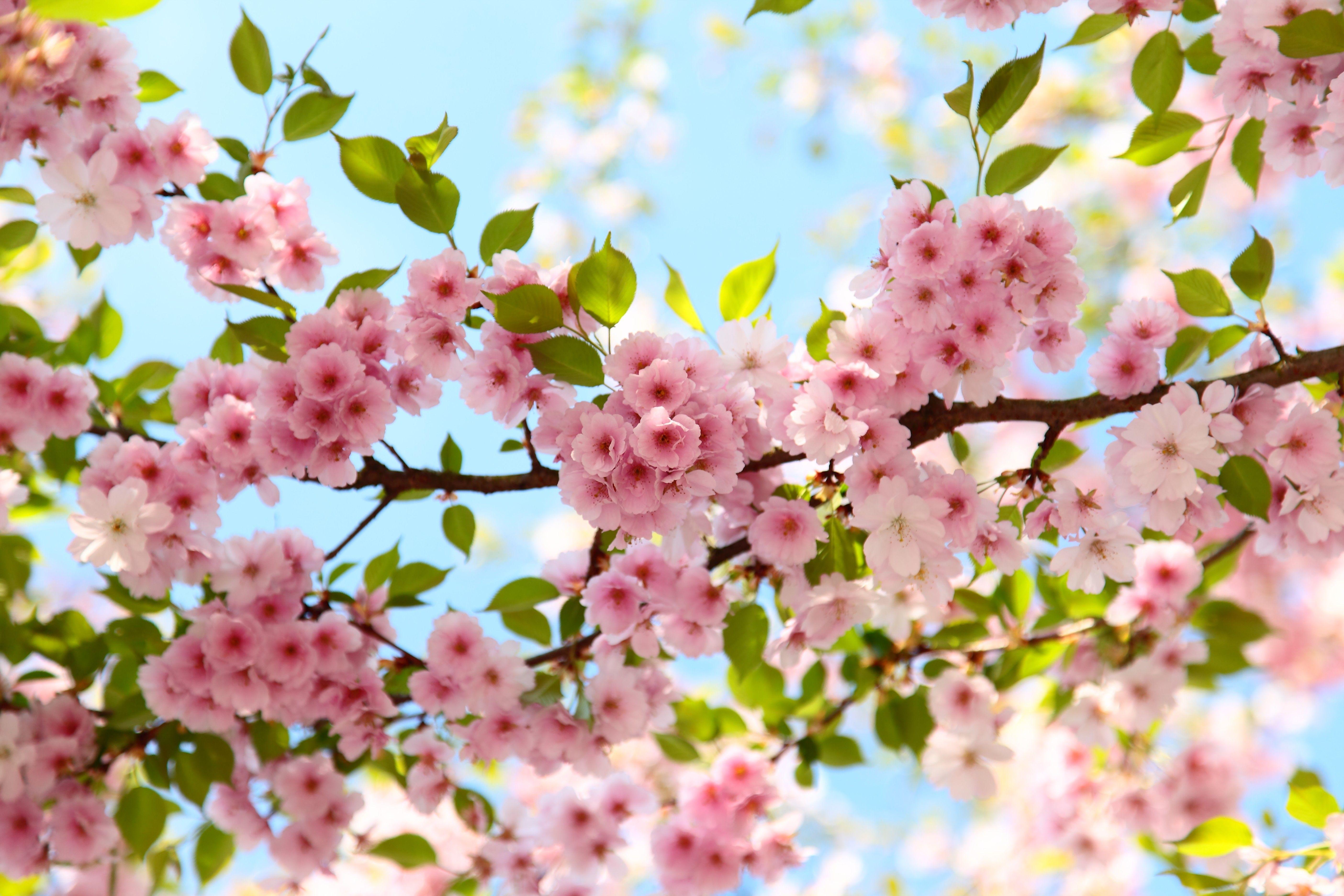 Cherry Blossoms Flowers Wallpapers - Top Free Cherry Blossoms Flowers