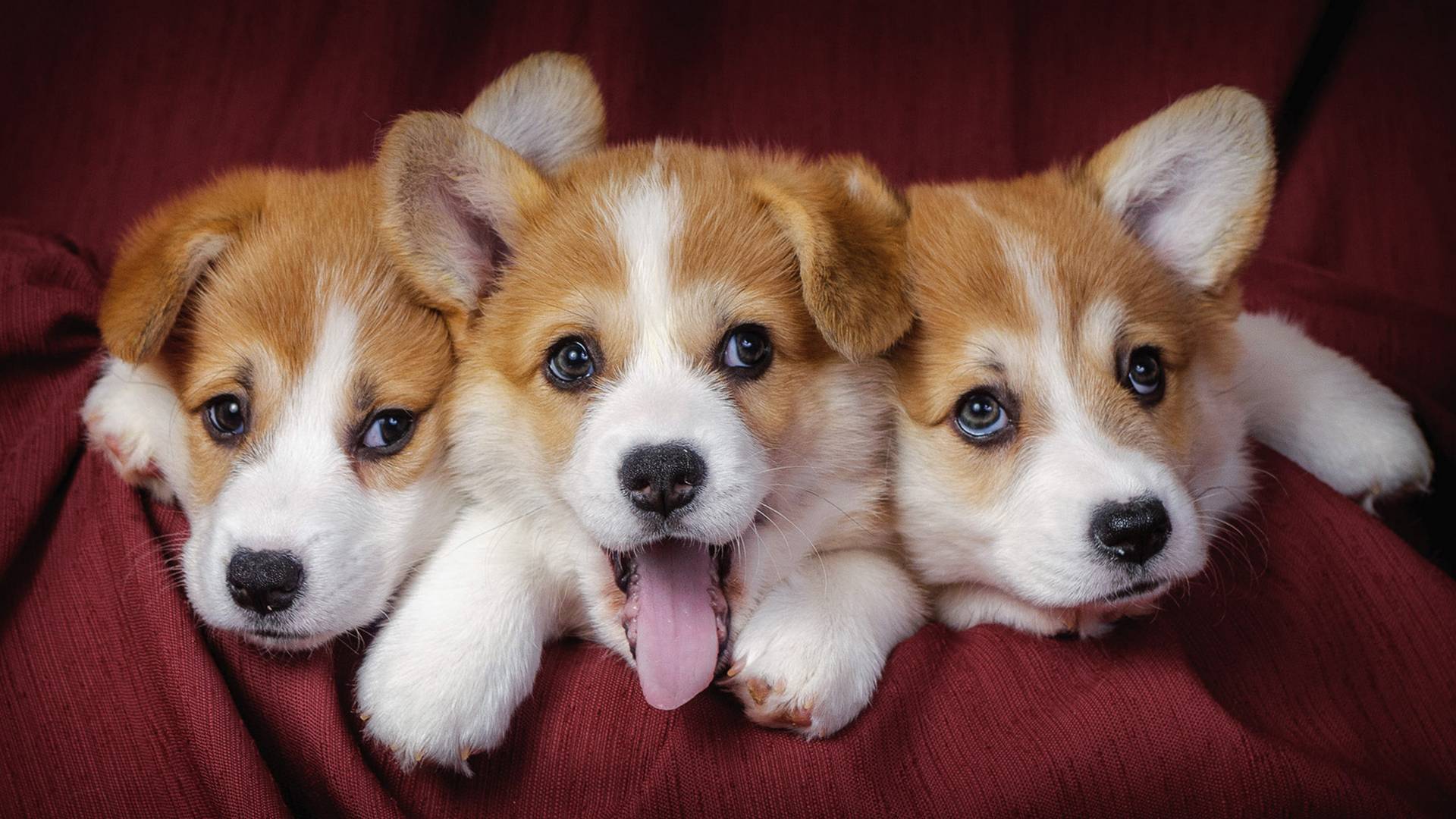 1920x1080 welsh corgi, puppies, dogs 1080P Laptop Full HD Wallpaper, HD Animals 4K Wallpaper, Image, Photo and Background