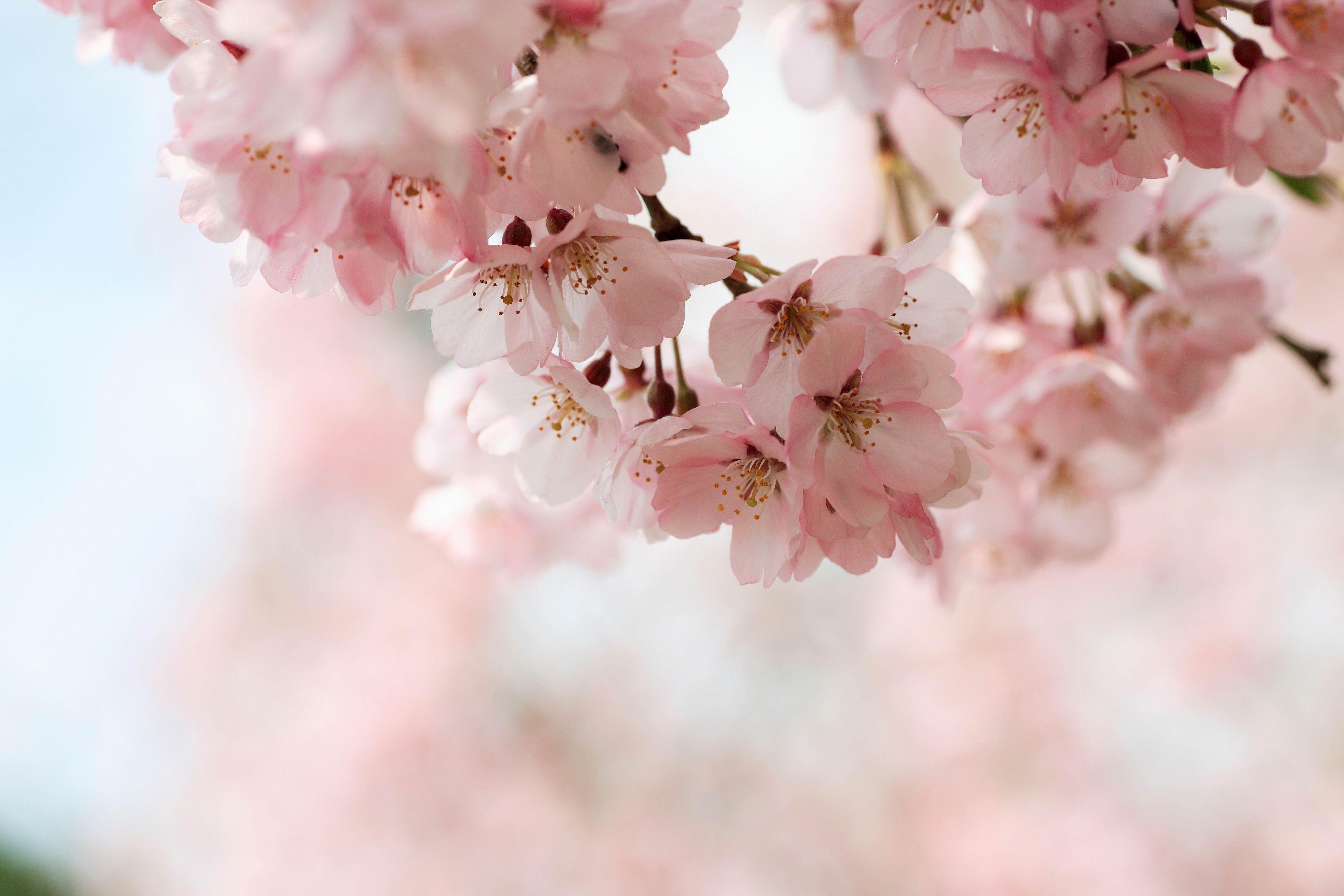 Spring Cherry Blossom Wallpapers - Top Free Spring Cherry Blossom ...