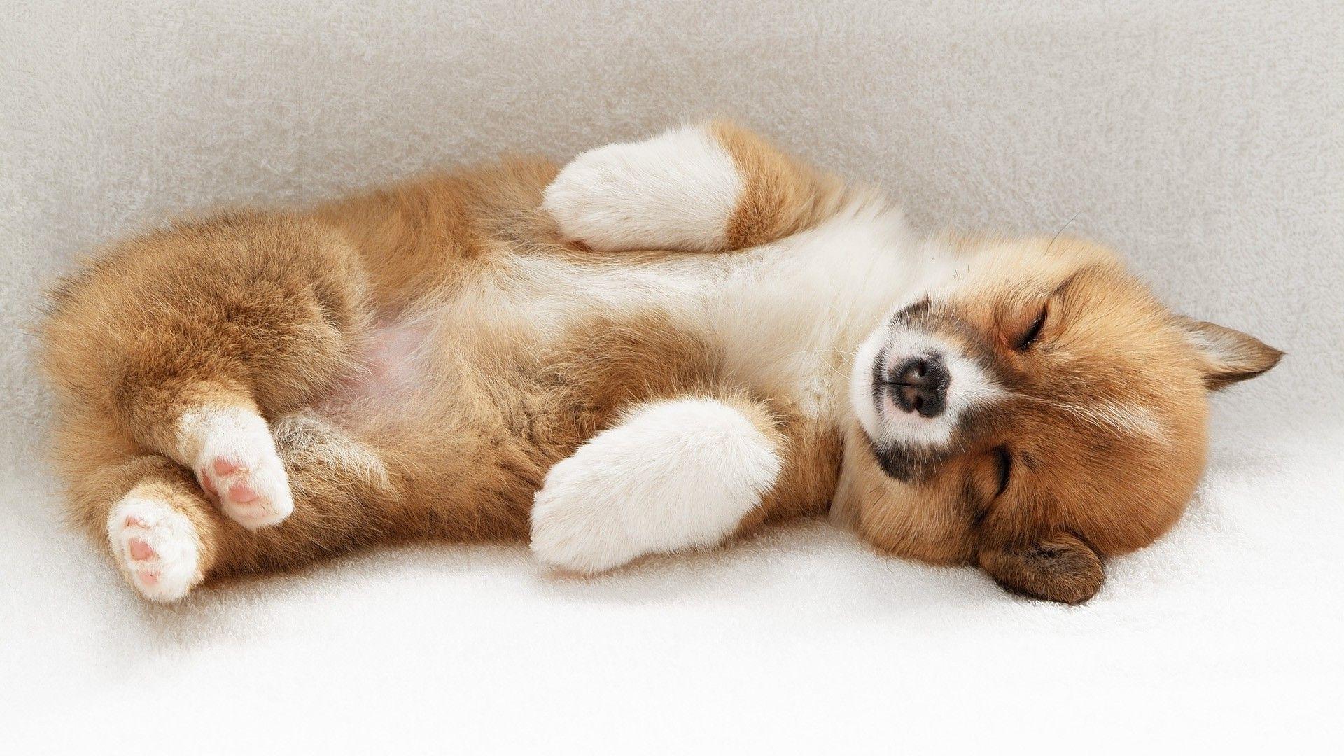 1920x1080 Corgi Puppy Wallpaper