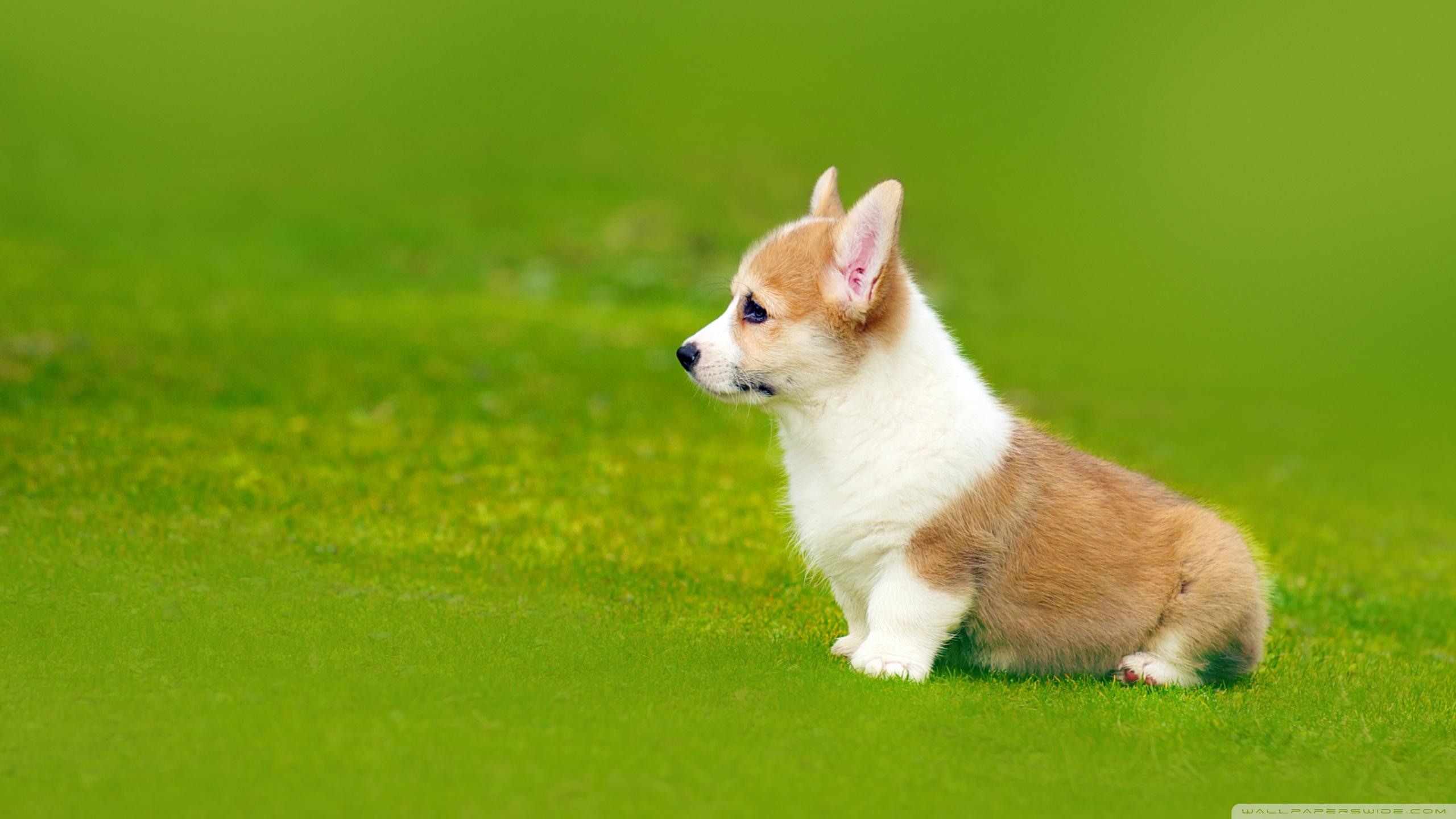 Corgi Laptop Wallpapers - Top Free Corgi Laptop Backgrounds ...