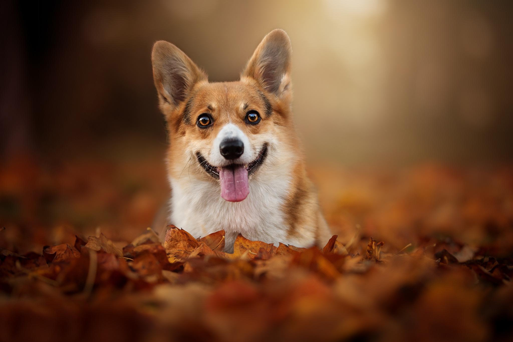 2048x1363 Corgi HD Wallpaper and Background