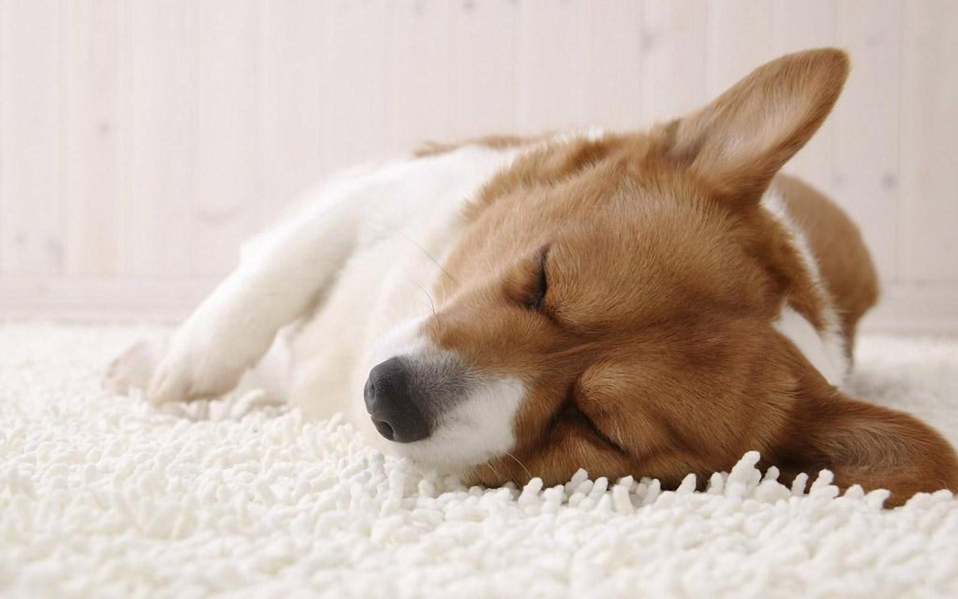 1920x1200 Corgi Summer Wallpaper