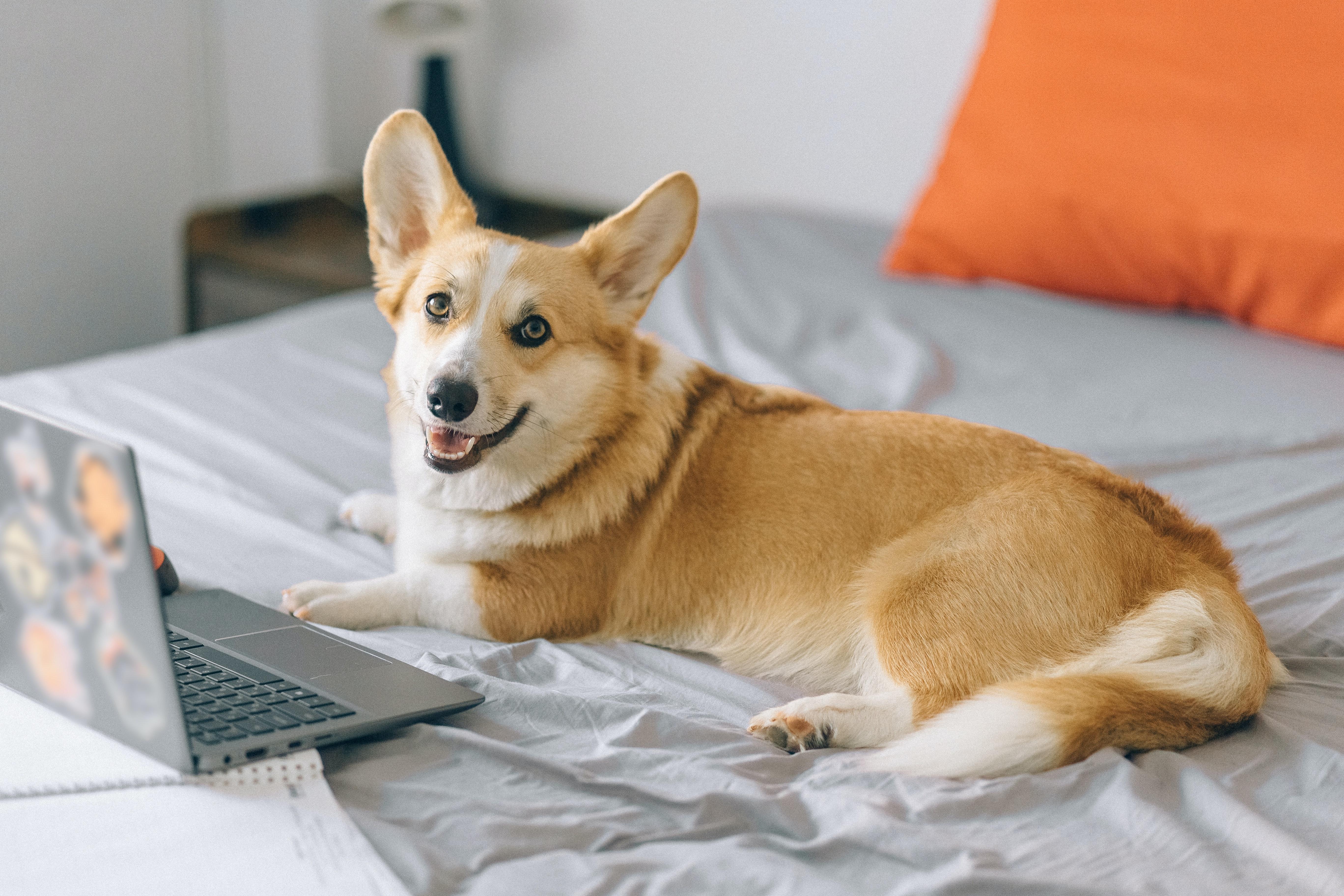 5472x3648 Corgi Photo, Download Free Corgi & HD Image